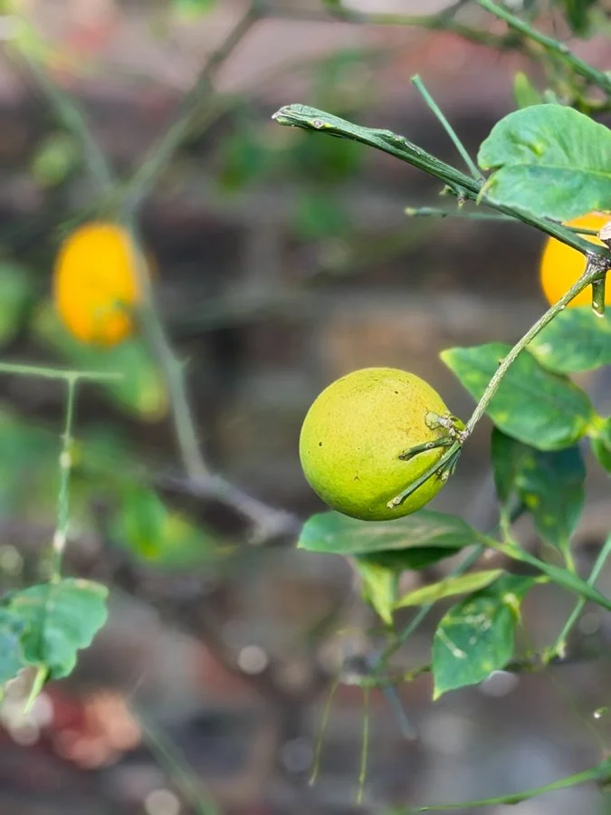 A small green fruit hanging from a branch with green leaves and a caterpillar crawling on the branch.