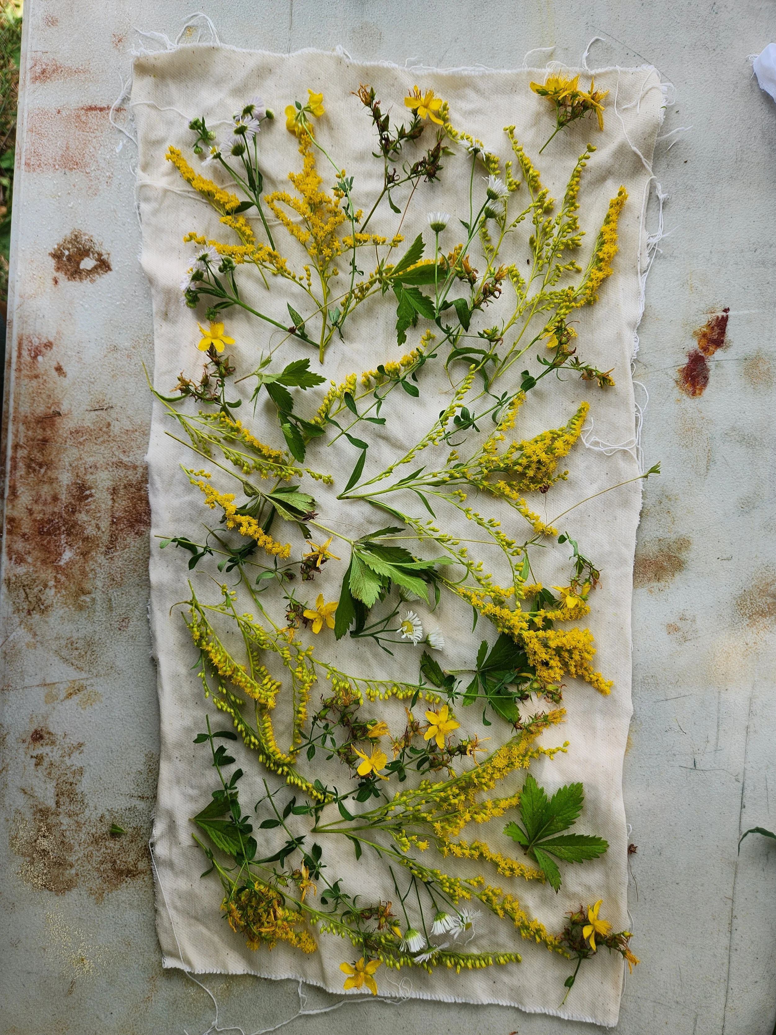 Eco-bundle dyeing exploration with natural leaf prints and earthy botanical textures on raw fabric