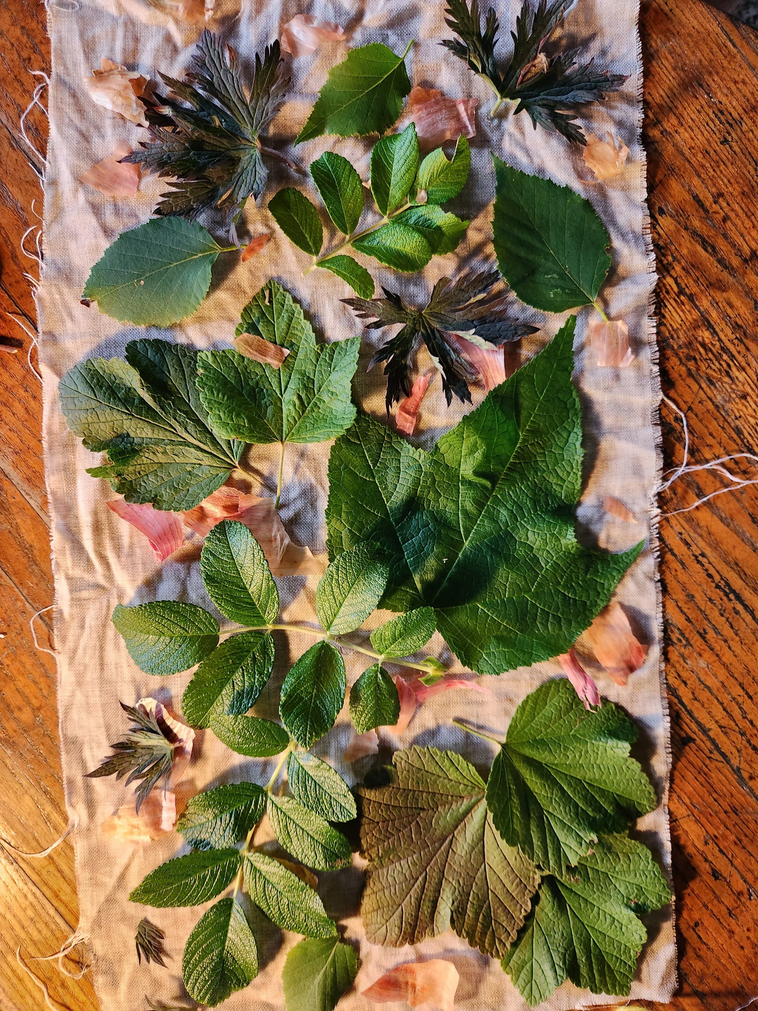 Eco-bundle dyeing exploration with natural leaf prints and earthy botanical textures on raw fabric