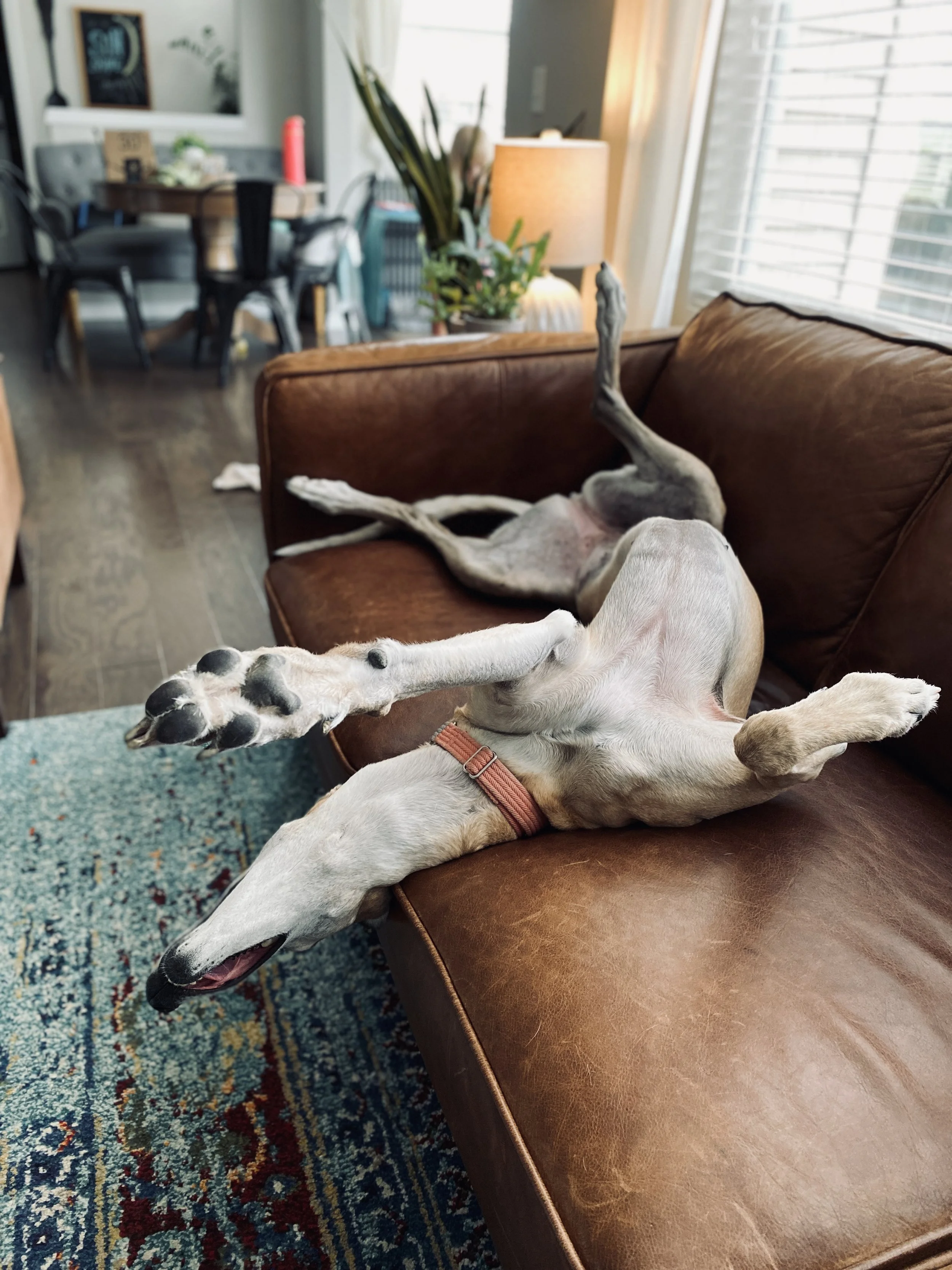 Dog lying on a leather couch with its front paws stretched out and tongue sticking out, in a cozy living room with a colorful rug and a large window.