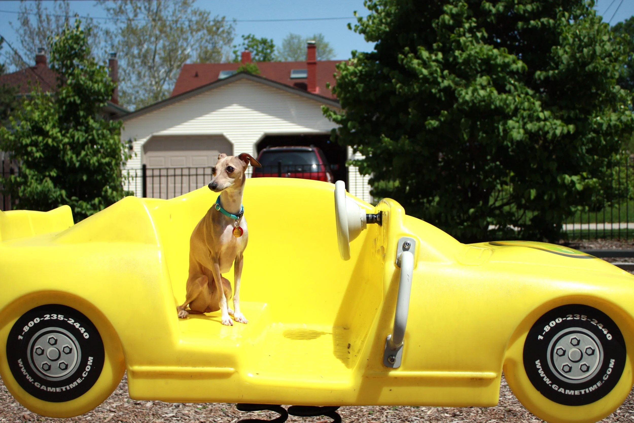 A dog sitting on a yellow bumper car in a park with trees and houses in the background.