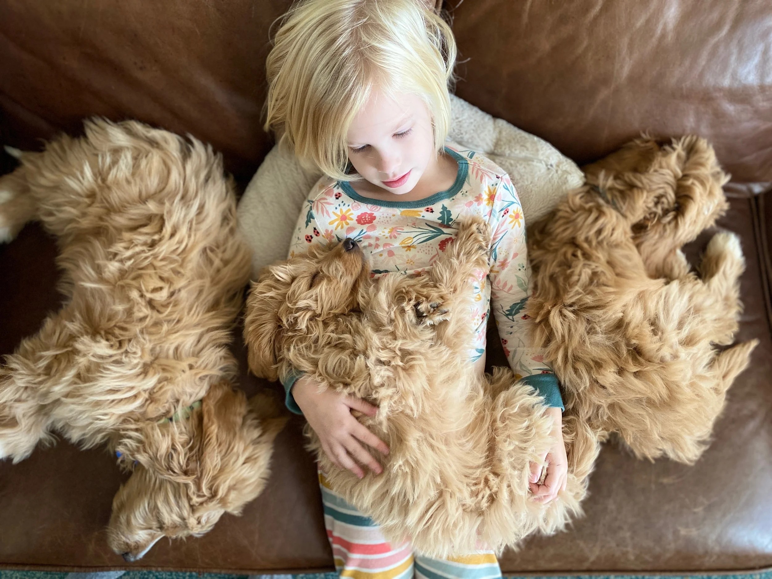 A young girl with blonde hair wearing a colorful floral shirt and striped pants is lying on a brown sofa surrounded by three golden retriever puppies that are sleeping or resting. The girl is gently petting one of the puppies.