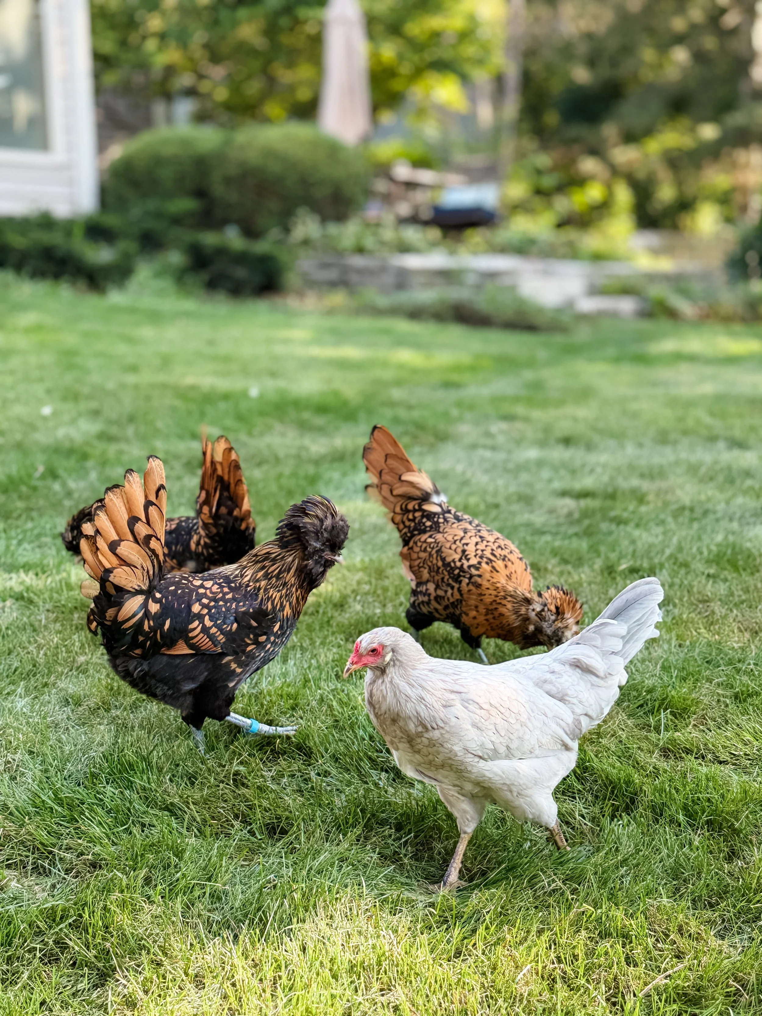 Several chickens in a grassy backyard on a sunny day.