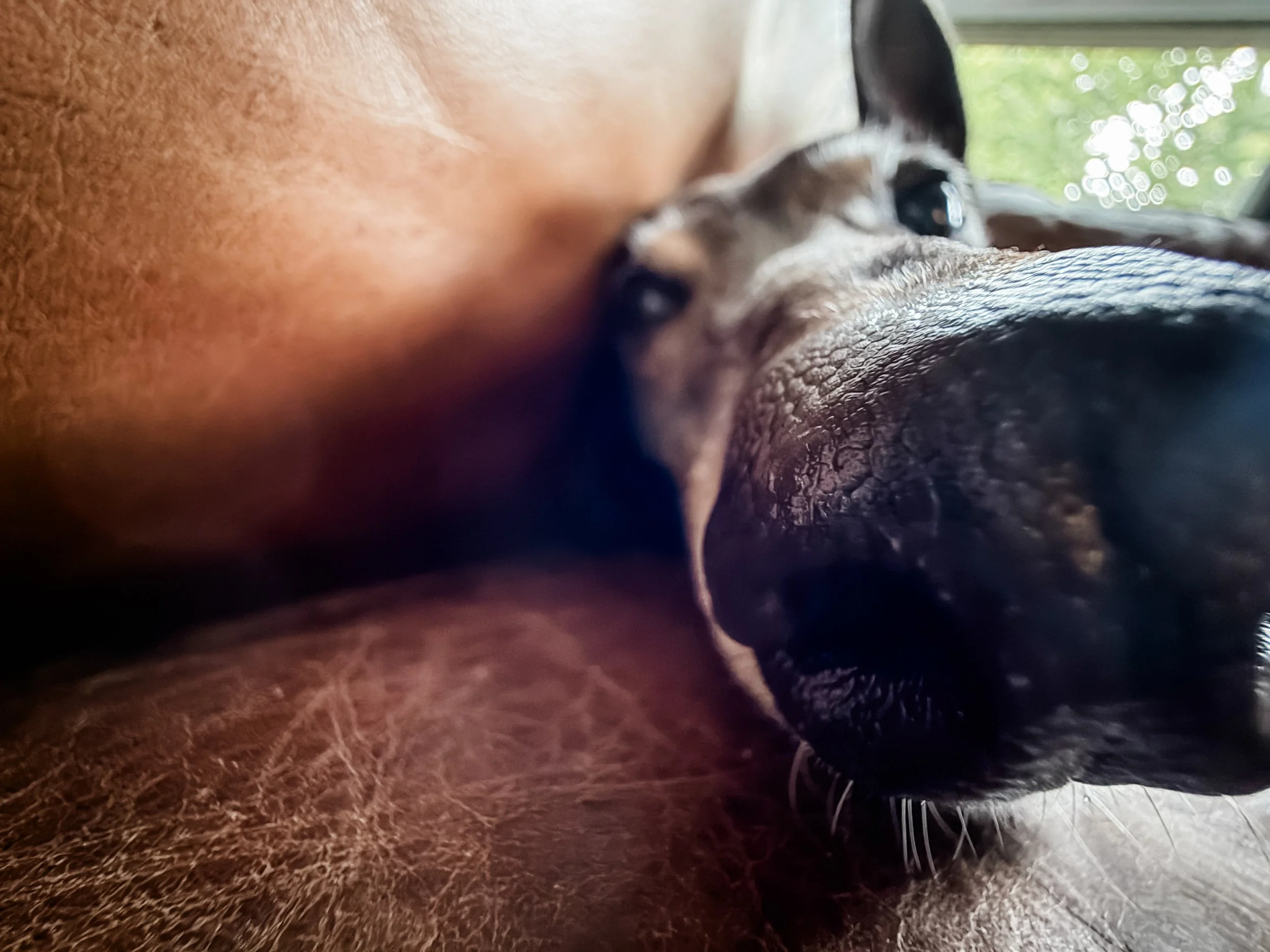 Macro close up of a greyhound's snout.