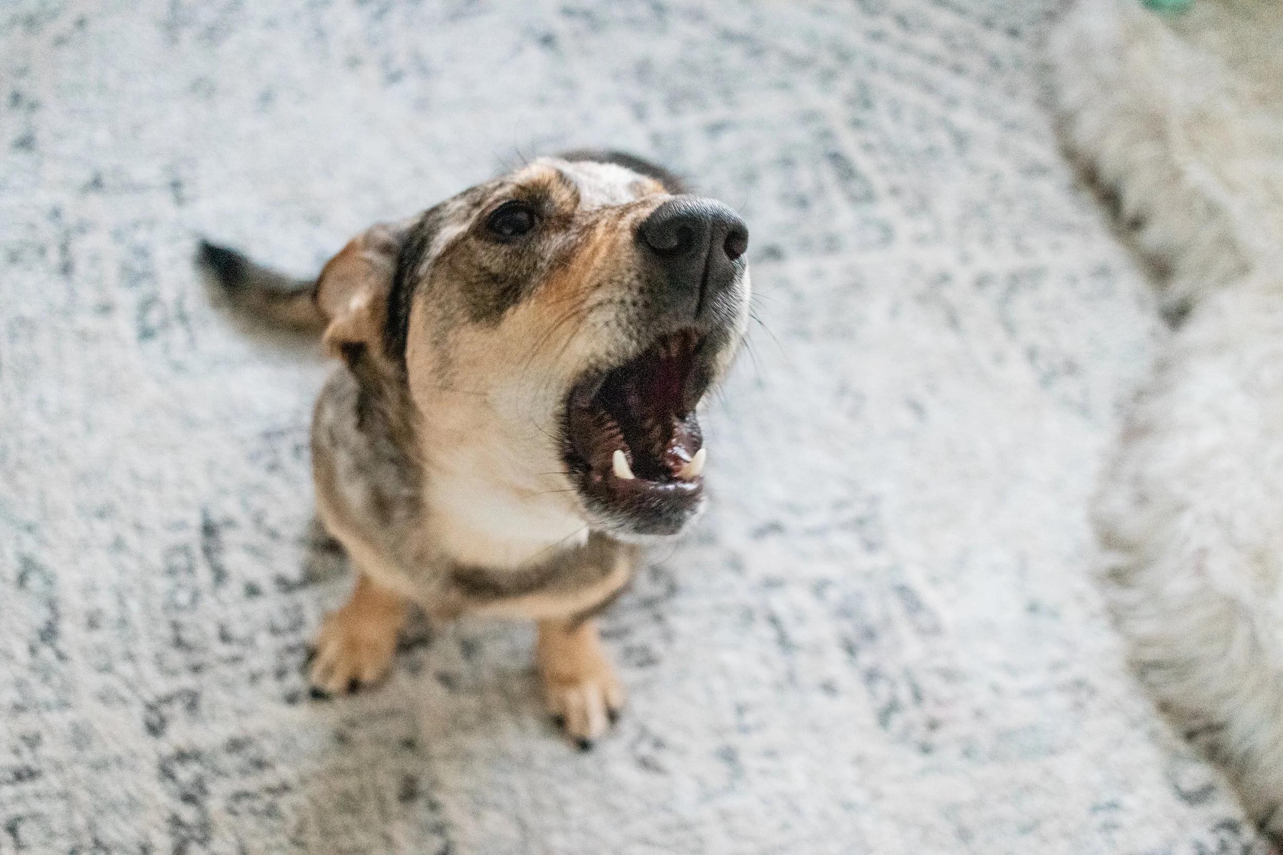 A puppy with a brindle coat yawning on a speckled gray surface.