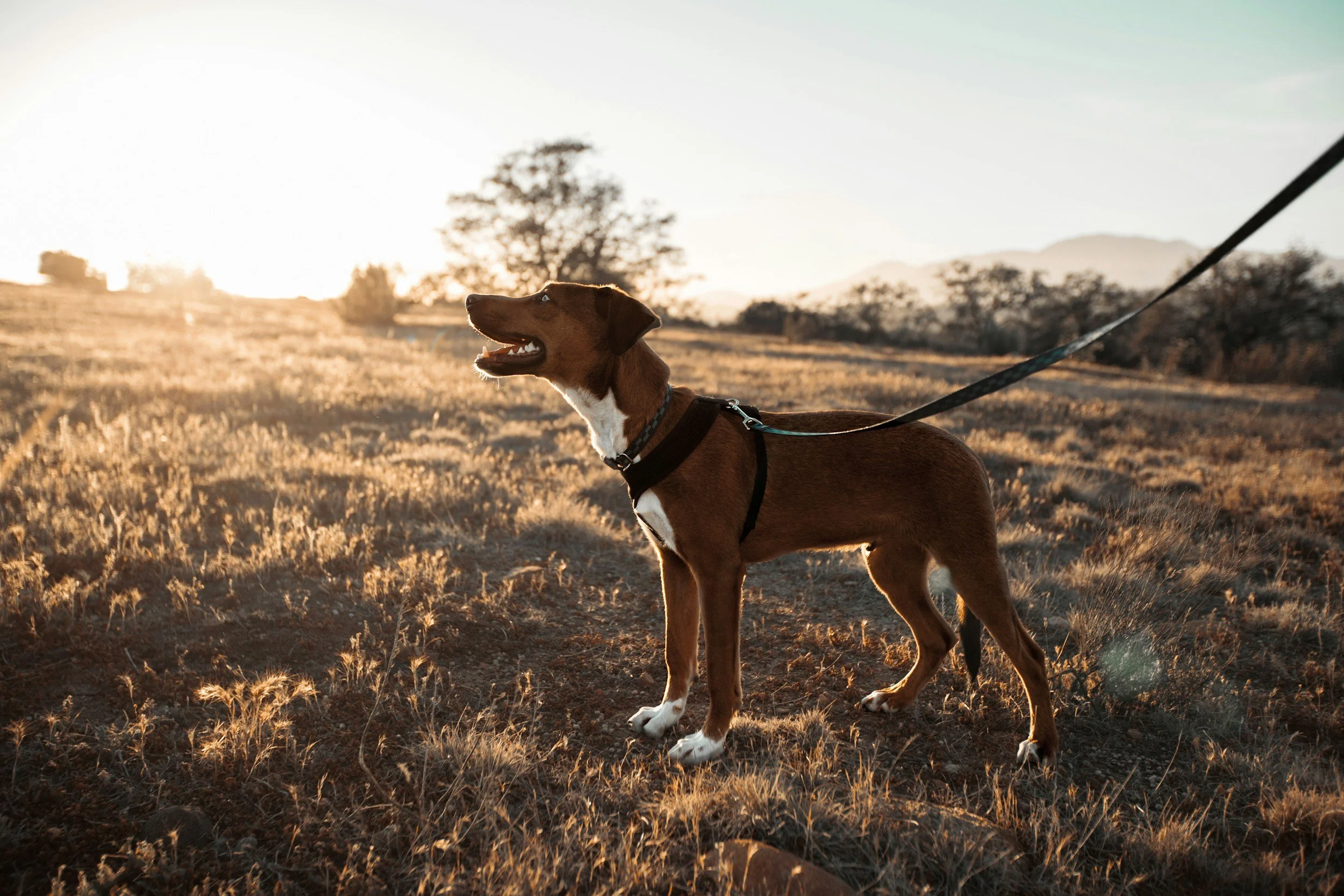 A brown dog with a white chest and paws wearing a harness and leash standing in a field during sunset or sunrise, with trees and mountains in the background.