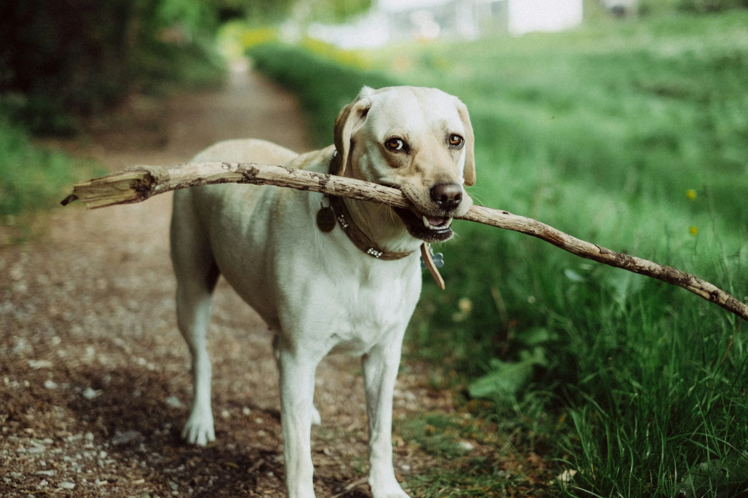A light-colored Labrador Retriever holding a stick in its mouth while standing on a dirt path surrounded by green grass and foliage.