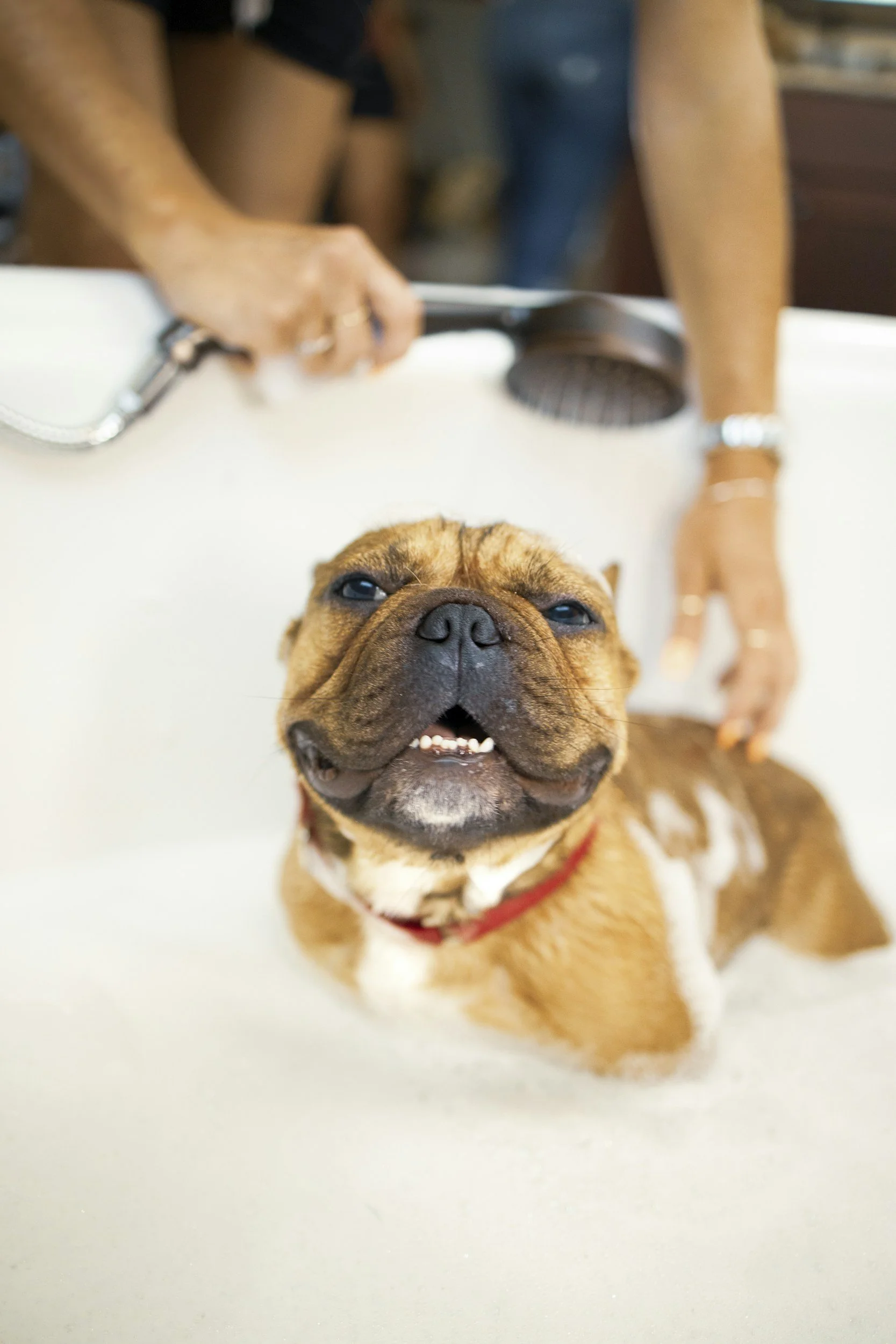 A happy brown and white bulldog with a red collar sitting and looking up at the camera. A person in the background is using a handheld vacuum or grooming device.
