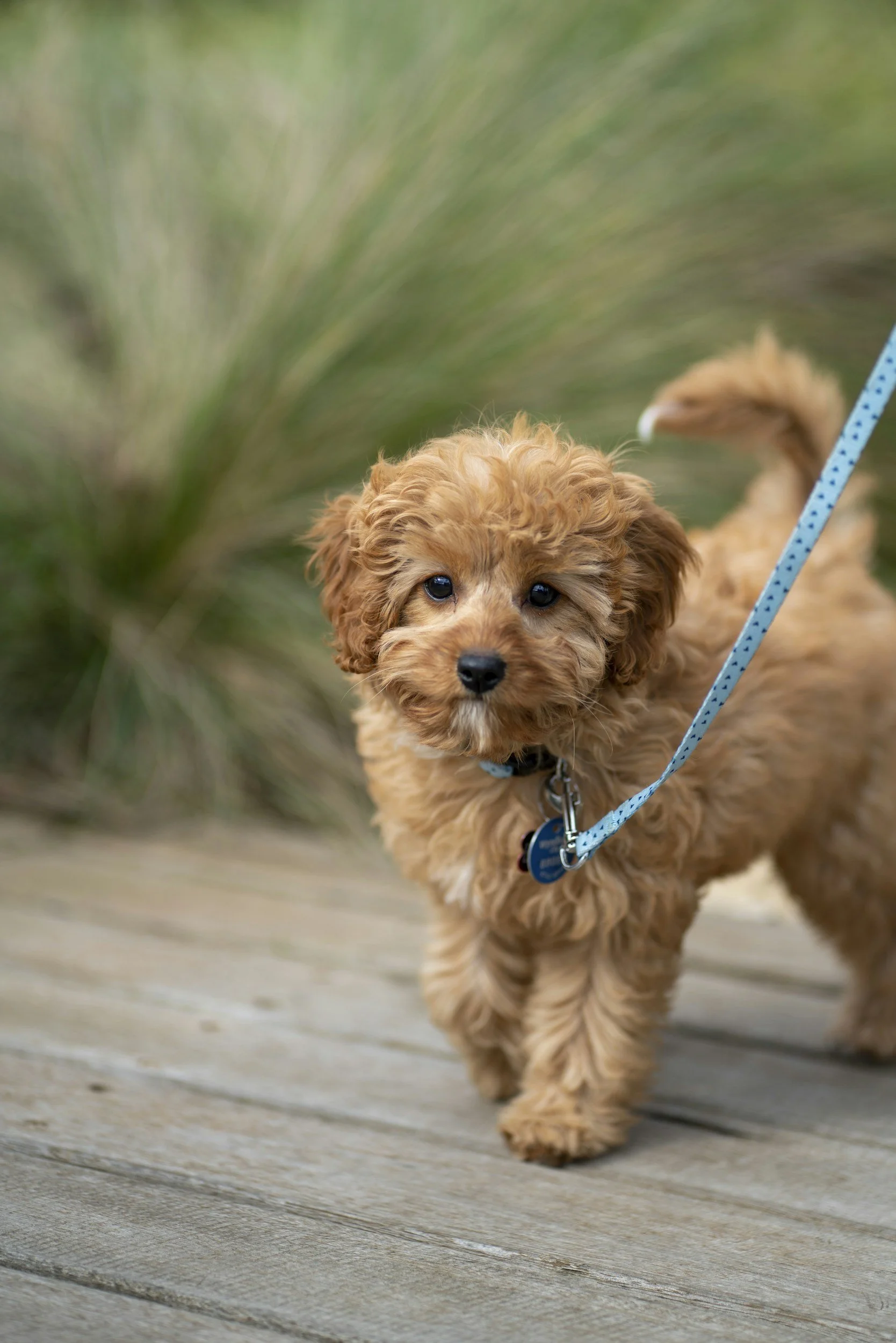 A small, fluffy brown puppy walking on a wooden deck with green foliage in the background, on a blue leash.
