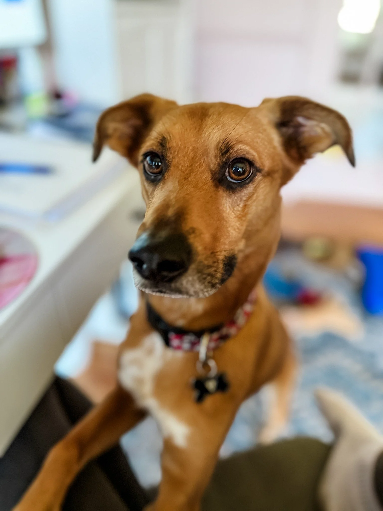 One of our favorite boarders was here this past weekend.  Mr. Henry.  Sometimes he comes with a bowtie and he has excellent guy-liner.  We love our loyal families! 

Do you have any trips coming up and need somewhere for your pup to go?  Let me know!