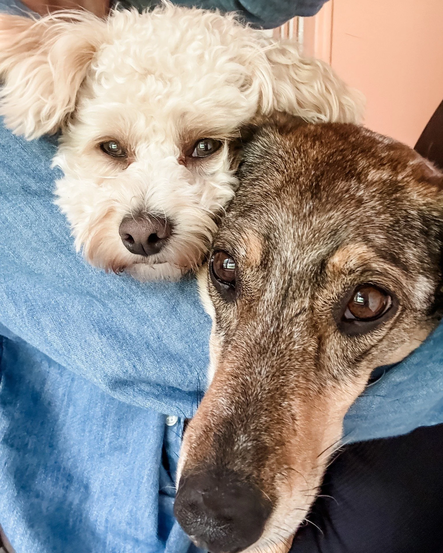 What makes Barkley &amp; Co. different?

We intentionally keep things small.

No crowded playrooms. No revolving door of unfamiliar dogs.

Just thoughtfully curated care, meaningful enrichment, and plenty of individual attention.

Because every dog d