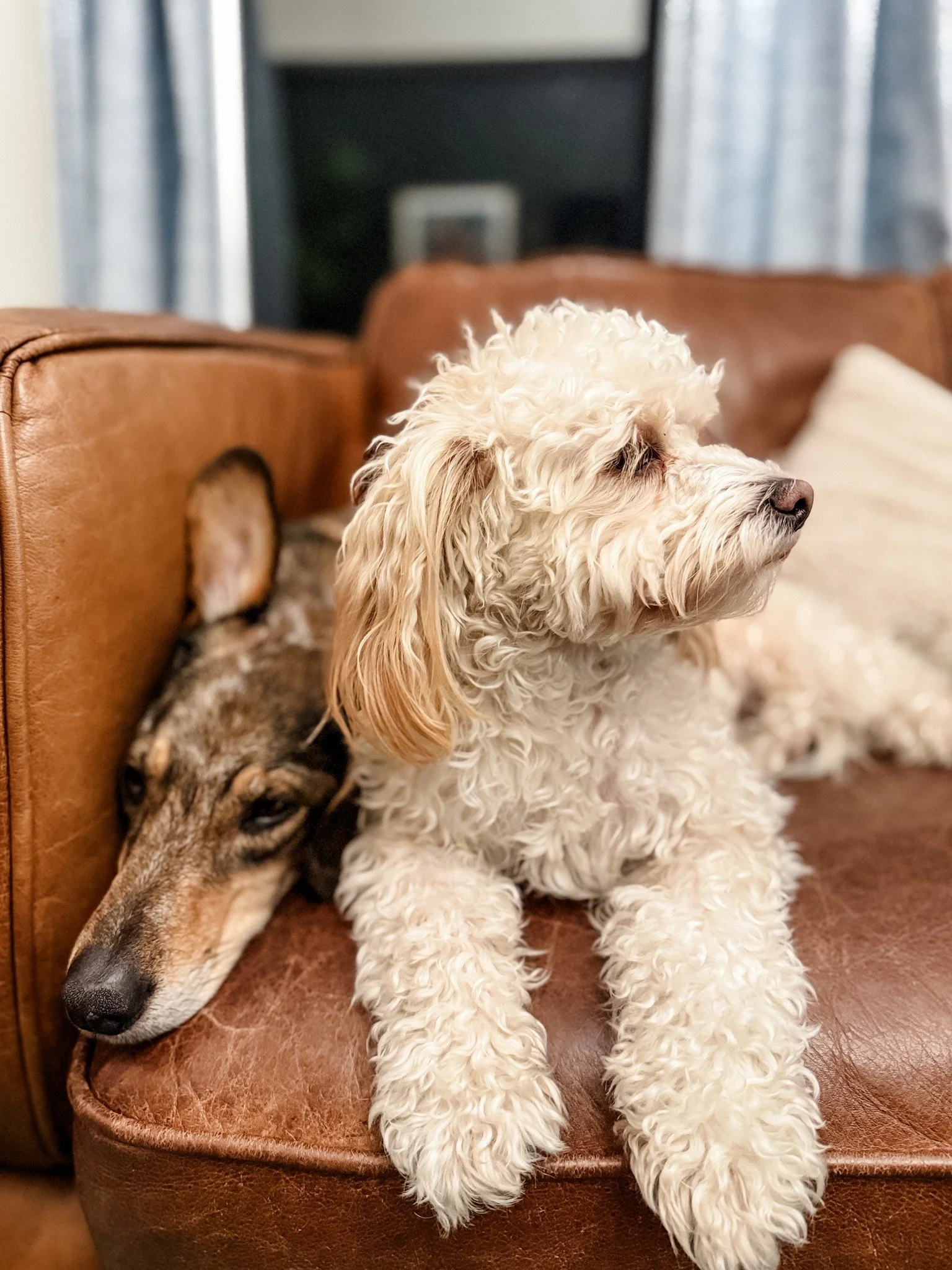 🐾 Meet Ollie!

He's the sweet little white fluffy guy that arrives at our house at least once a week.  As one of our most loyal clients, he's an honorary part of our family now!

Favorite activity: trying to get as close as possible to his best frie
