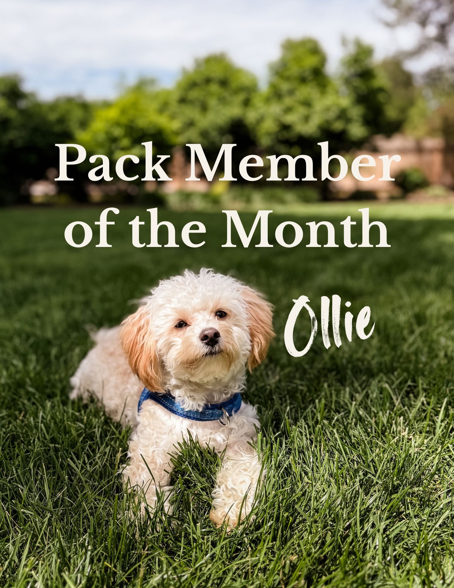 Our October Pack Member of the Month is Ollie!  You've probably seen his cute face on this page already because he is our most loyal client.  We have been boarding and providing daycare for Ollie for over a year and he has become one of the family.  