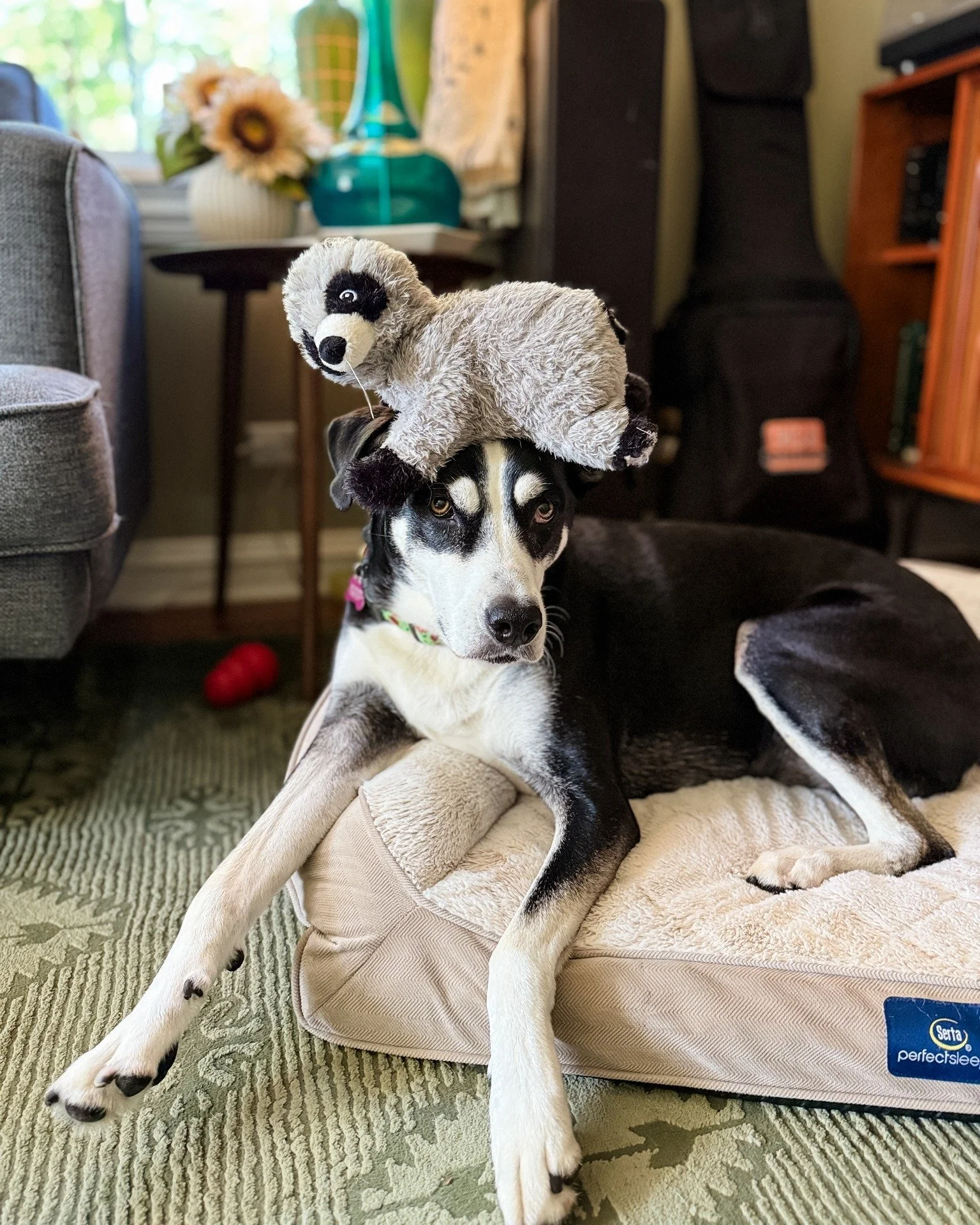 Blueberry thought putting her raccoon on her head for a photo was beneath her, but she humored me like the good girl she is 🤭

#dogwalkerlife #muttsofinstagram