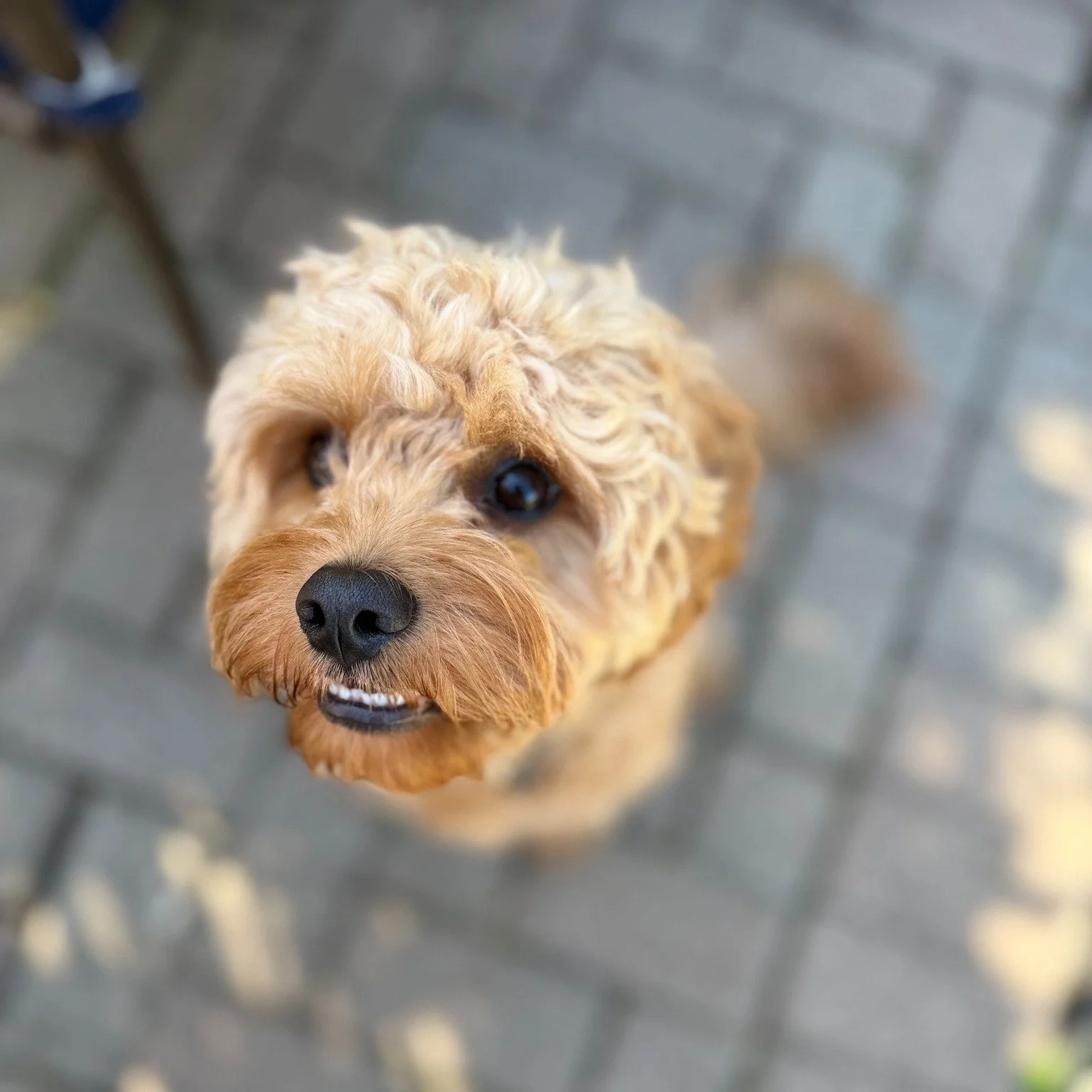 Otis has some pearly whites 😁

#dogdaycarelife