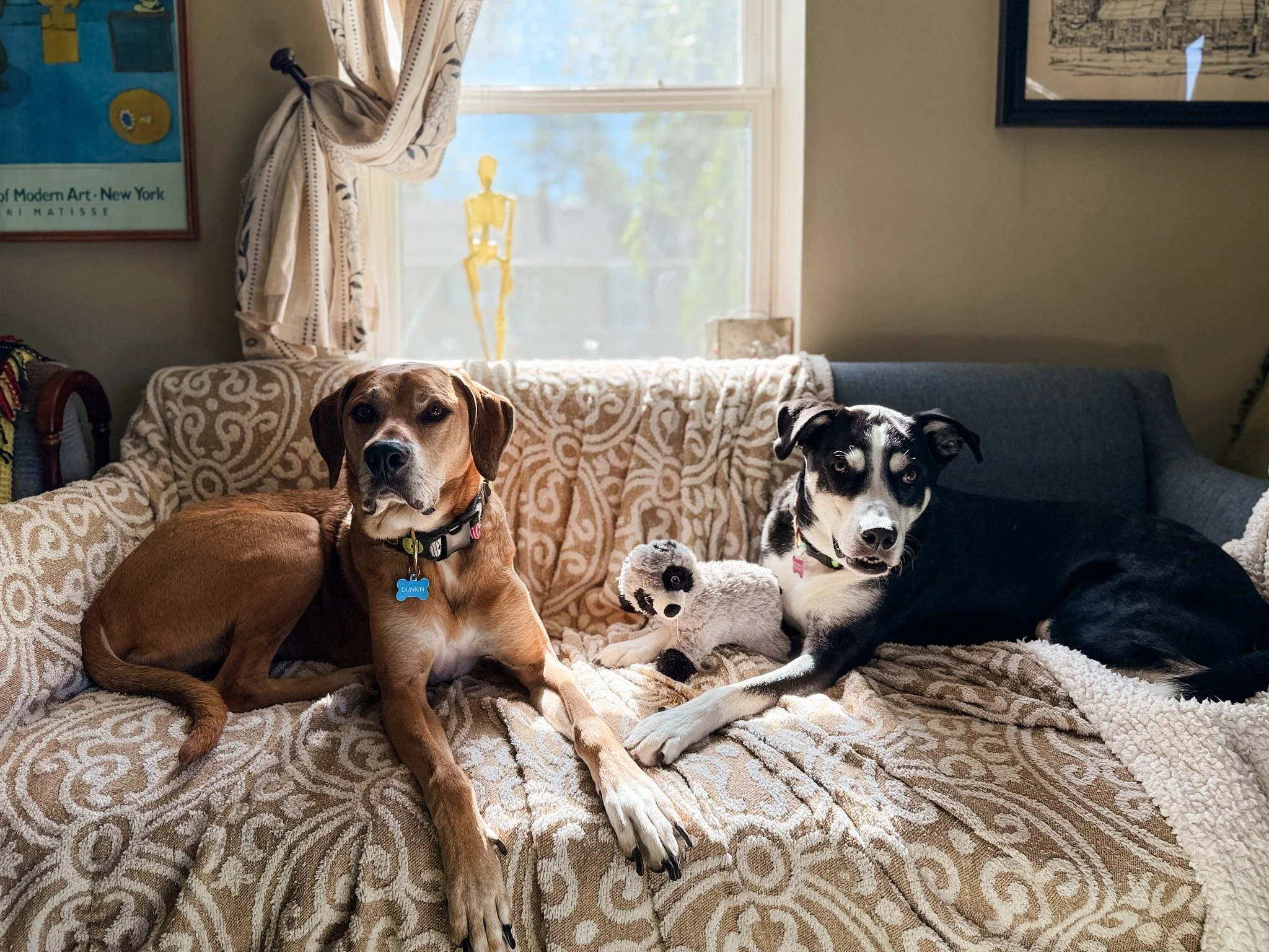 This is Dunkin and Blueberry.  They have been walking clients for quite some time!  Blueberry was just diagnosed with cancer and has been a bit slower on our shorter walks.  Dunkin has been the best brother and matches his pace to Blue because he kno
