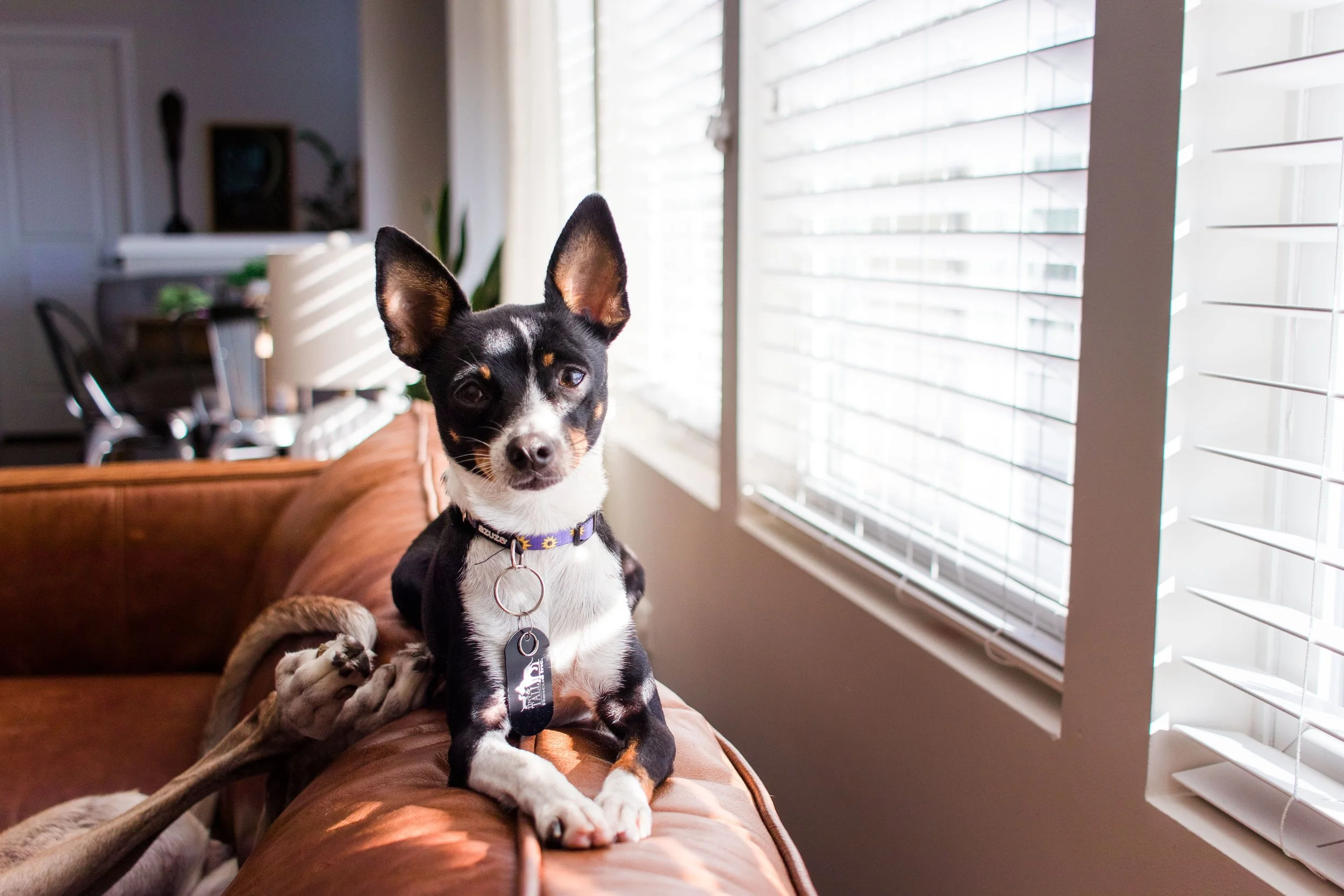A black, tan, and white dog with large ears sitting on a brown leather couch inside a room with blinds on the window.