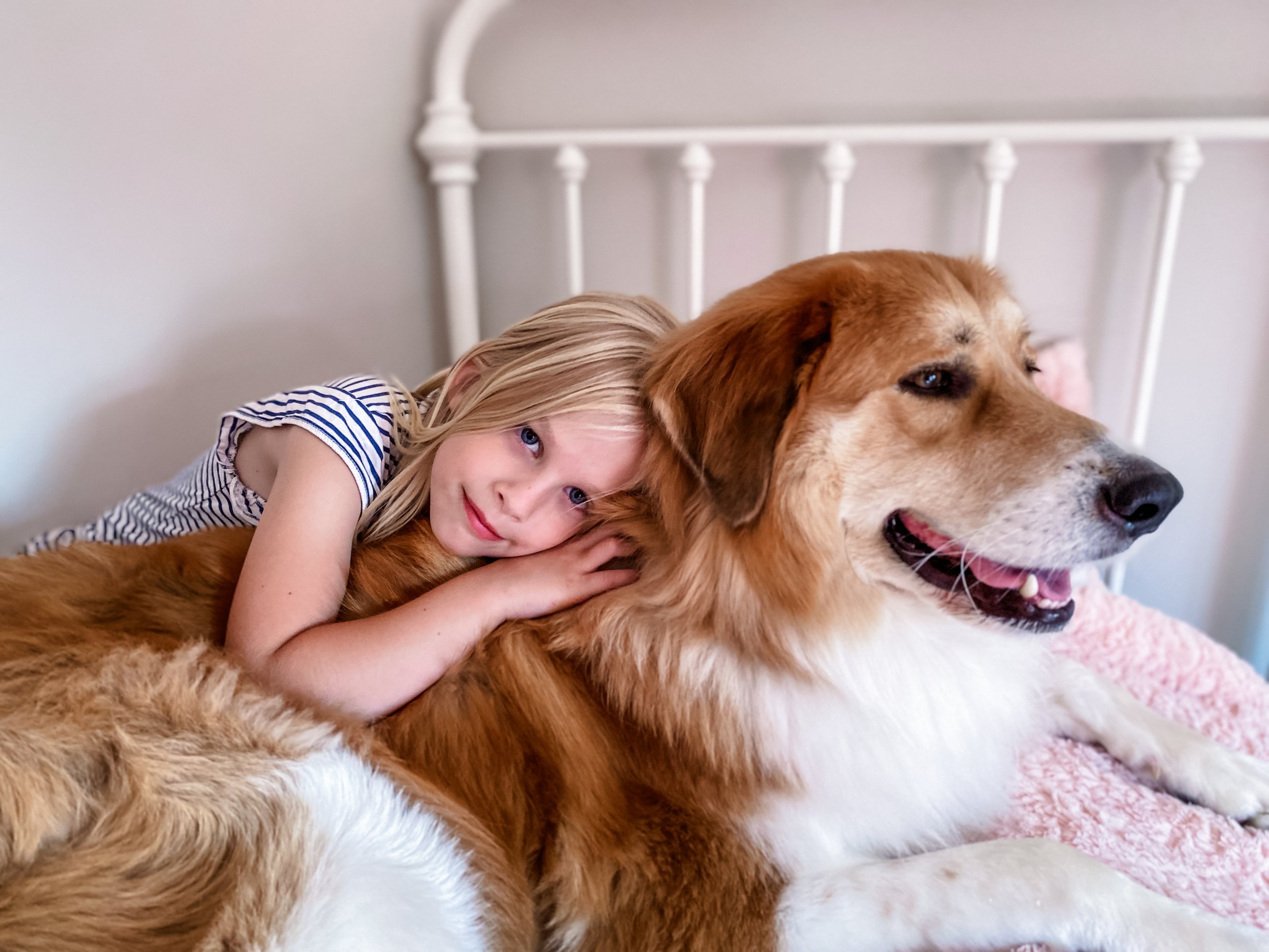 A young girl with blonde hair and blue eyes is hugging a large golden retriever dog while lying on a bed with a pink blanket. The girl is wearing a blue and white striped shirt. The dog is sitting and has a friendly expression.