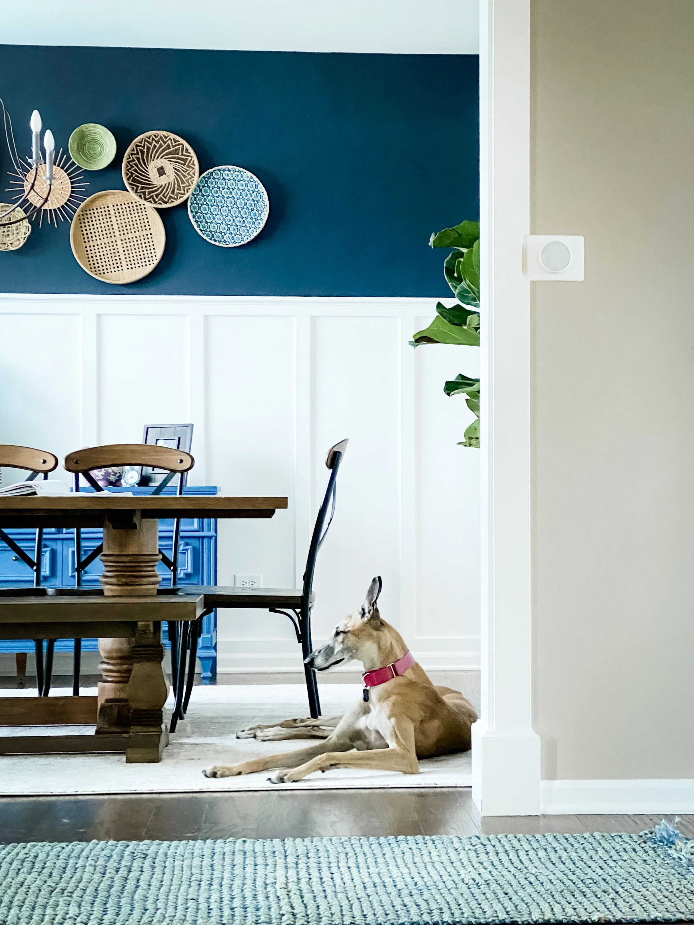 Inside a home, a tan dog with a red collar is lying on a beige rug, near the threshold of an open dining area. The dog appears to be resting with eyes closed. The dining area has a wooden table and chairs, with a blue storage cabinet or bench below a dark blue accent wall decorated with wicker baskets and plates. There is a green potted plant on the right side, and a white wall with baseboard trim.