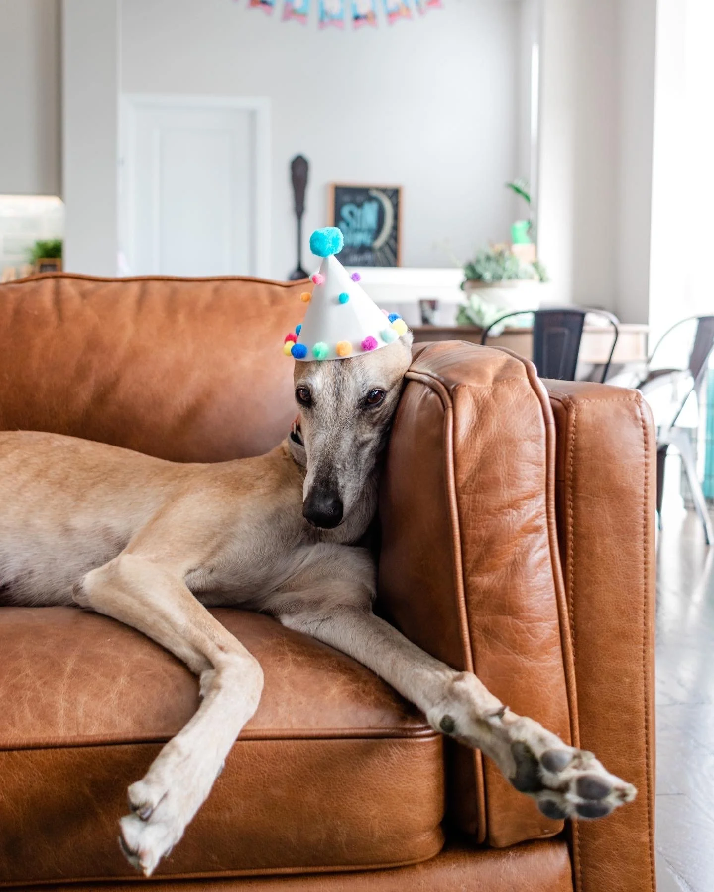 A dog lying on a brown leather couch, wearing a white party hat with colorful pom-poms. The dog appears relaxed with its head resting on the armrest and its legs stretched out.