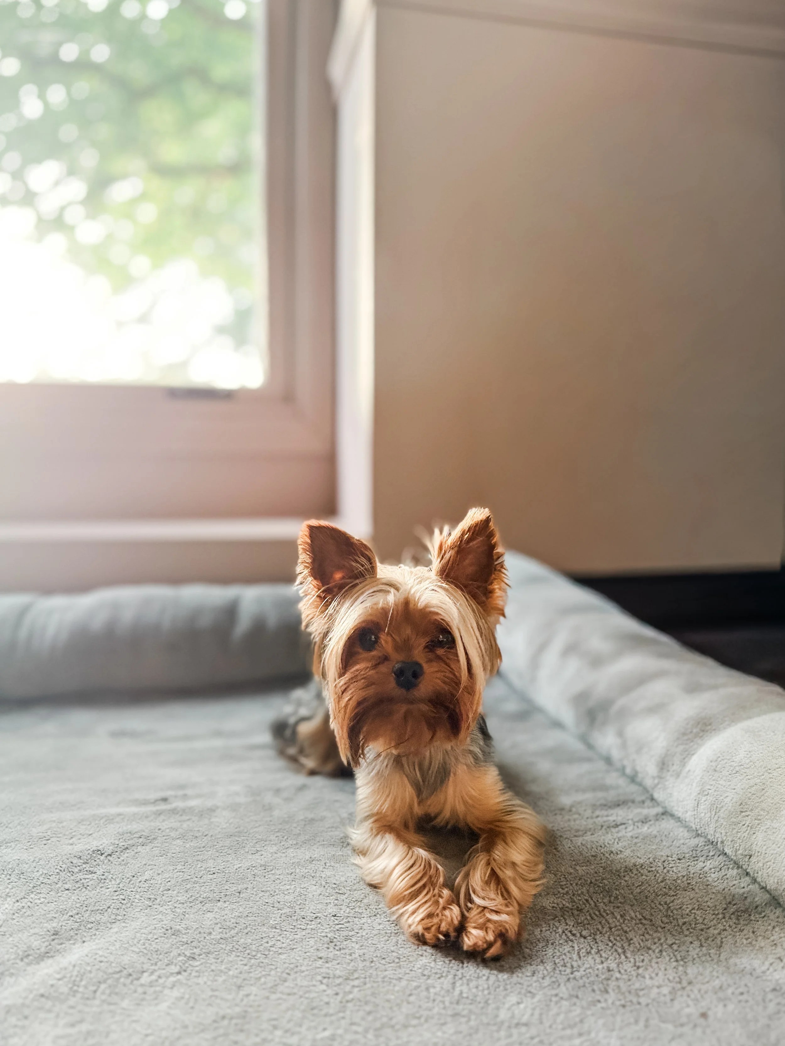A small Yorkshire Terrier dog lying on a gray blanket on a bed, facing the camera with ears perked up and a relaxed expression, with a window in the background showing trees and a bright sky.