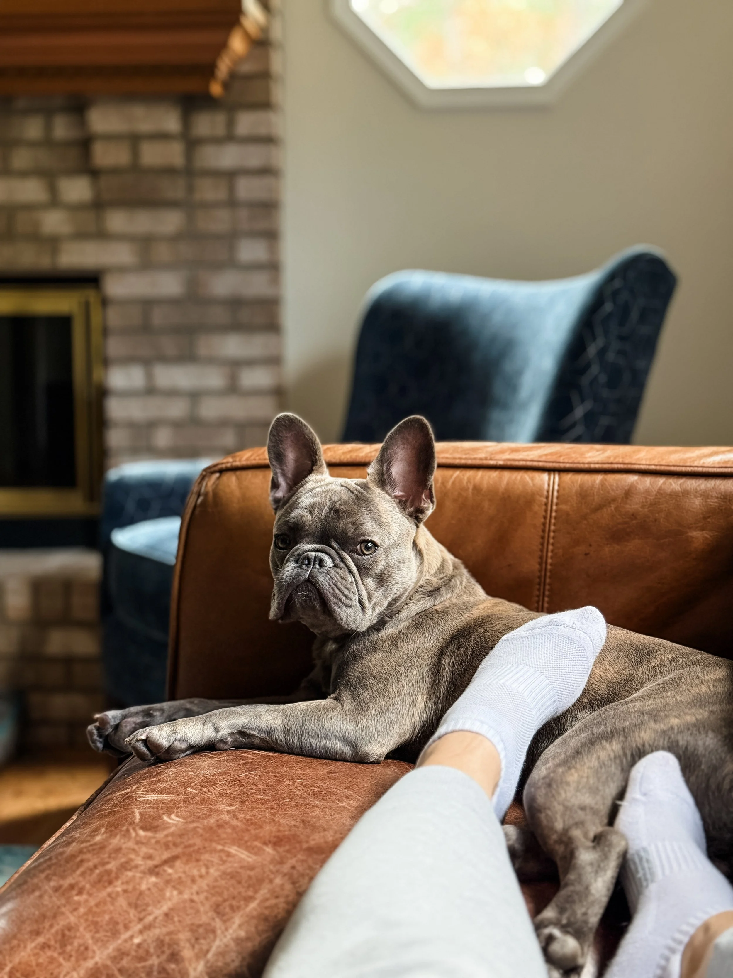 A gray French Bulldog puppy resting on a person's lap on a leather couch, with a blurred living room background and a window with natural light.