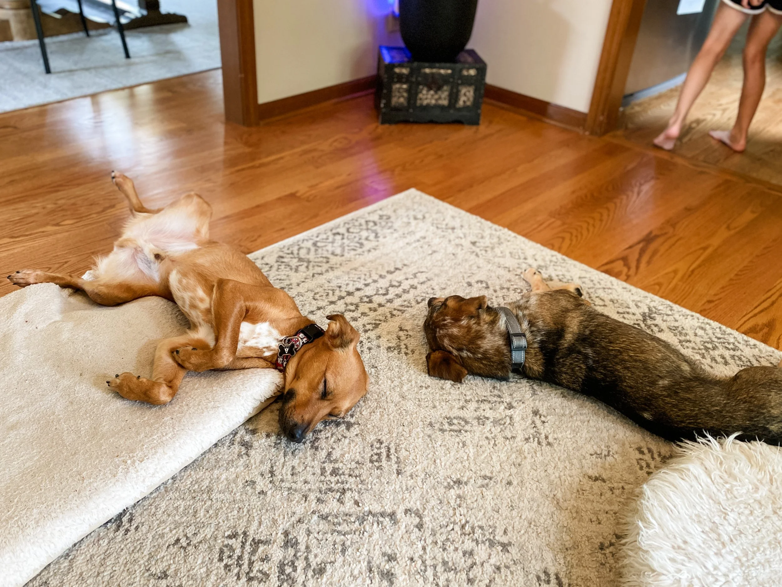  puppies lying and resting on a beige rug and a carpet, inside a home. One puppy is lying on its back with legs in the air, and another puppy is with closed eyes, partially on the rug and partially on the carpet. Another puppy is wearing a gray collar and lying on its side. 