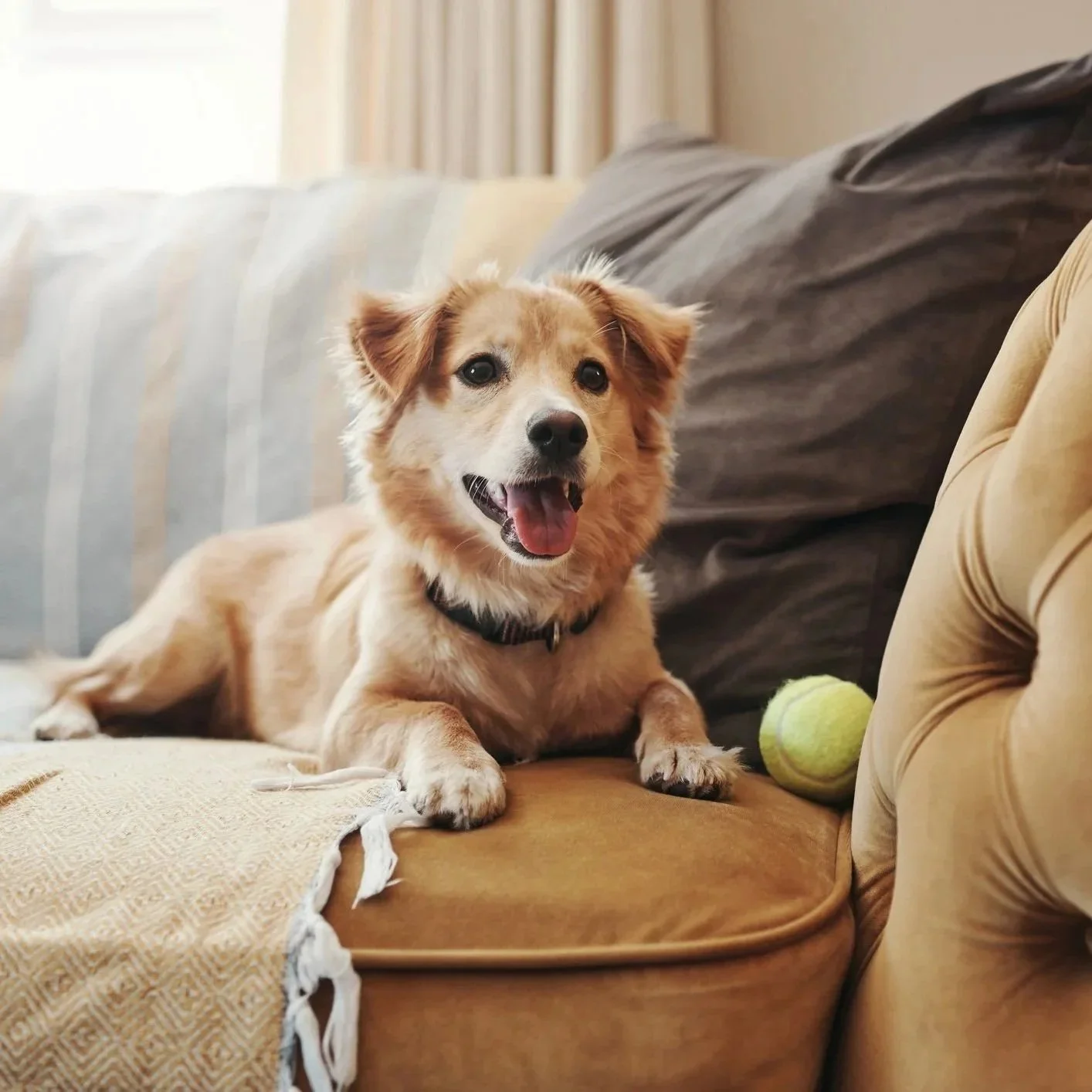 A happy, tan-colored dog with floppy ears and a collar, lying on a tan couch with a yellow tennis ball nearby.