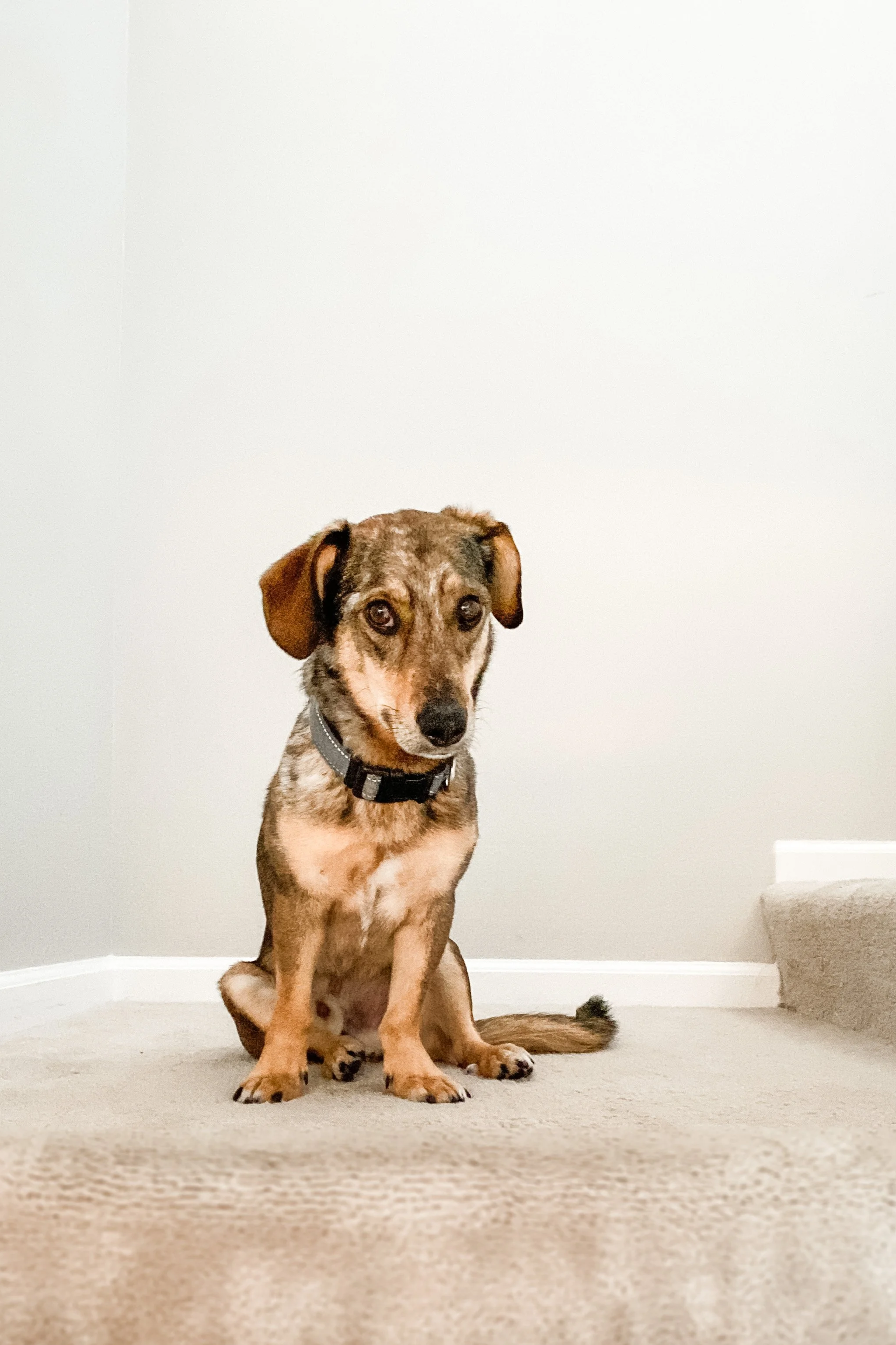 A young, mixed-breed dog with a brindle coat, sitting on a beige carpet in a room with a plain white wall. The dog is wearing a gray collar and looking at the camera with a curious expression.
