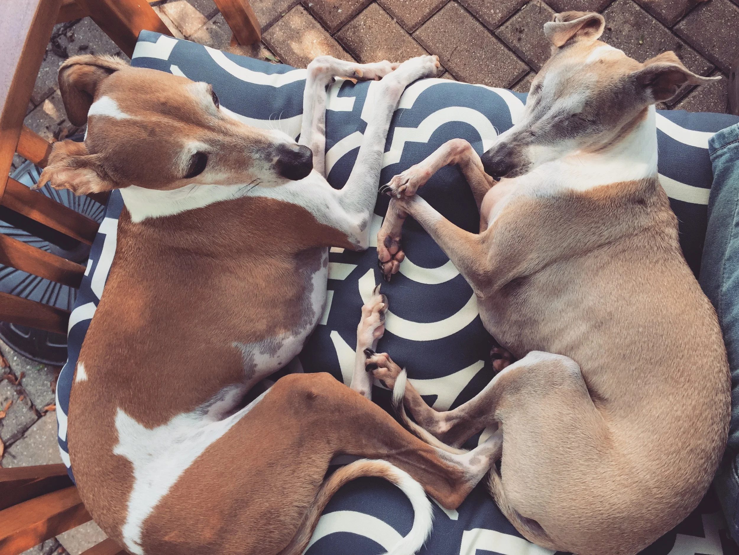 Two dogs lying on a person's lap with their paws intertwined. One dog has a brown and white coat, and the other has a tan and white coat. They are on a blue and white patterned blanket with a brick patio underneath.