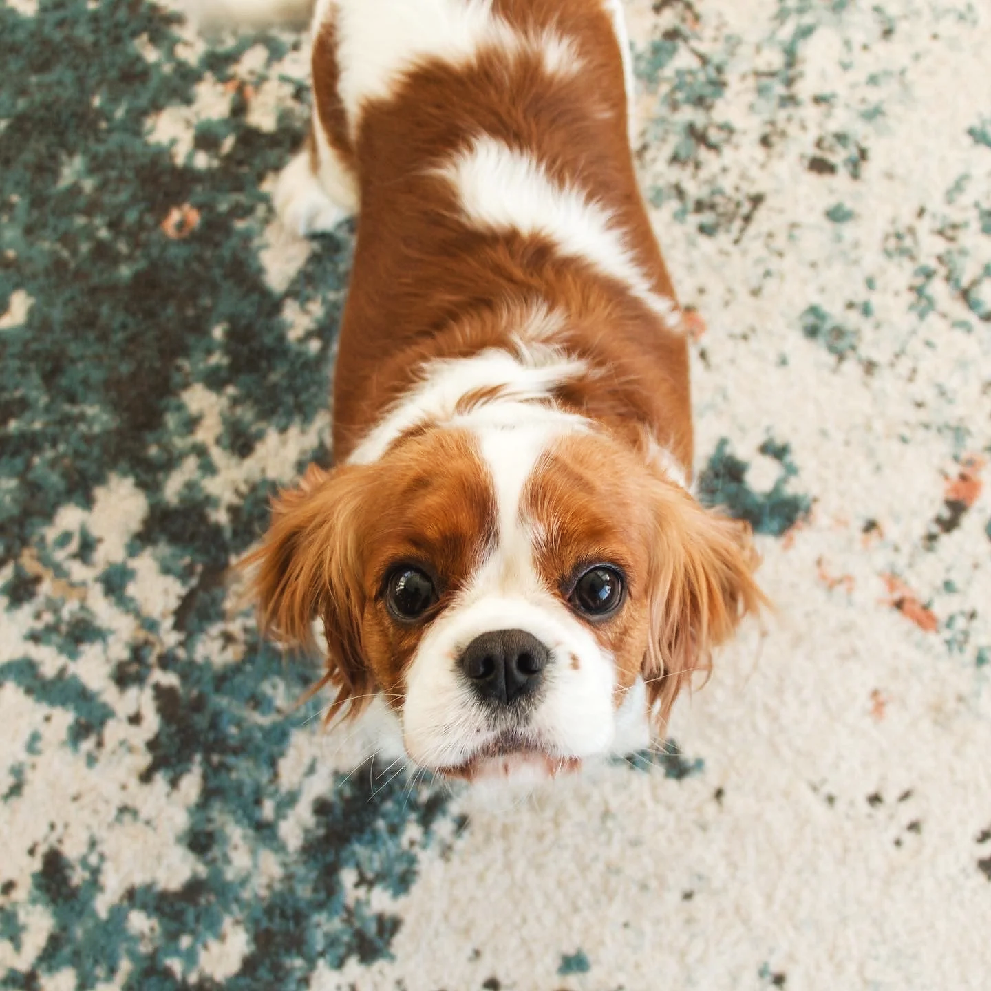 Cute puppy with floppy ears and large dark eyes, looking up at the camera, standing on a patterned floor.