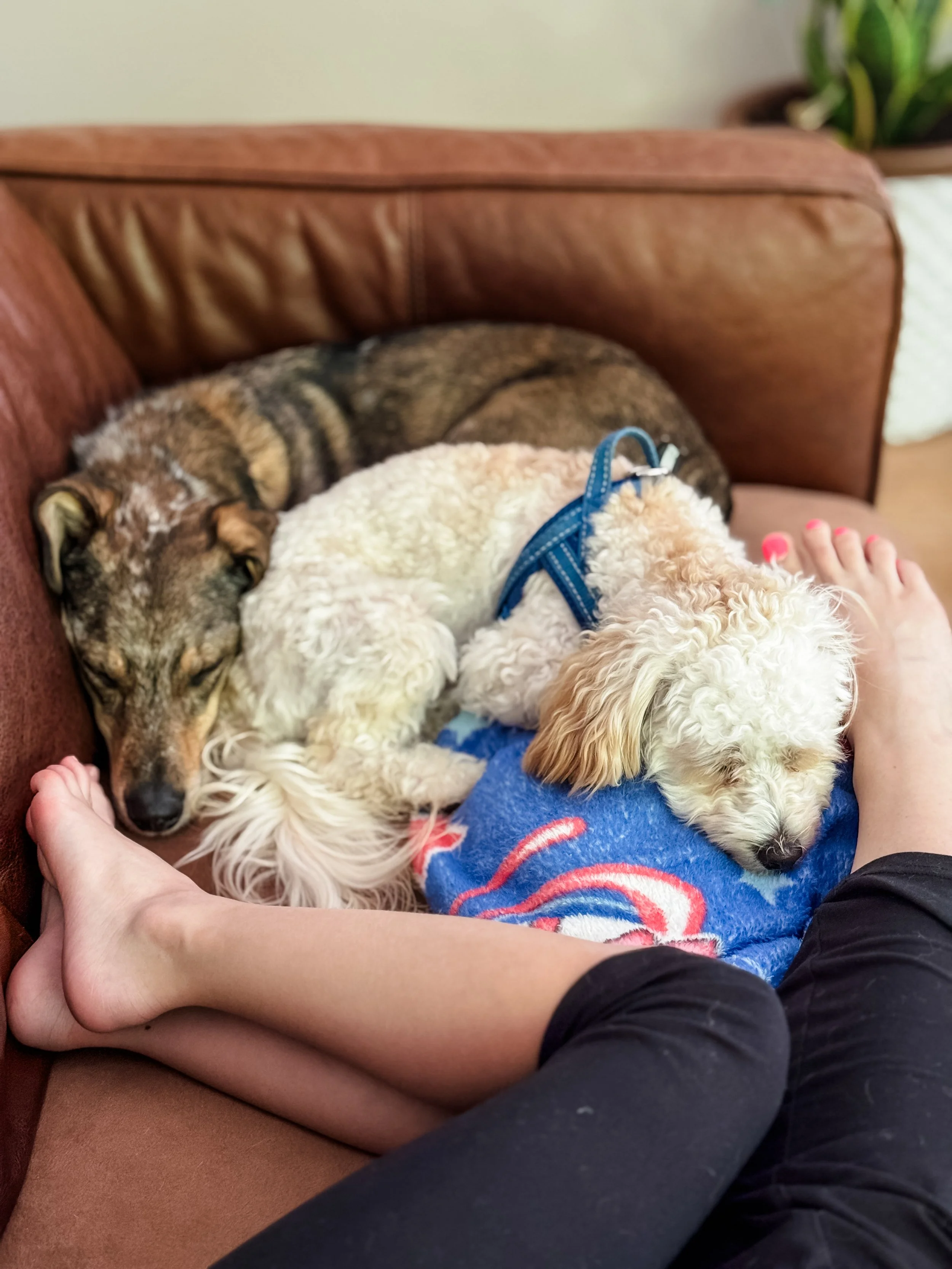 A person sitting on a couch with three dogs resting on them, including a black and tan dog, a white curly-haired dog, and a cream-colored dog wearing a blue collar. The person's legs and feet are visible, with pink toenail polish on the toes.