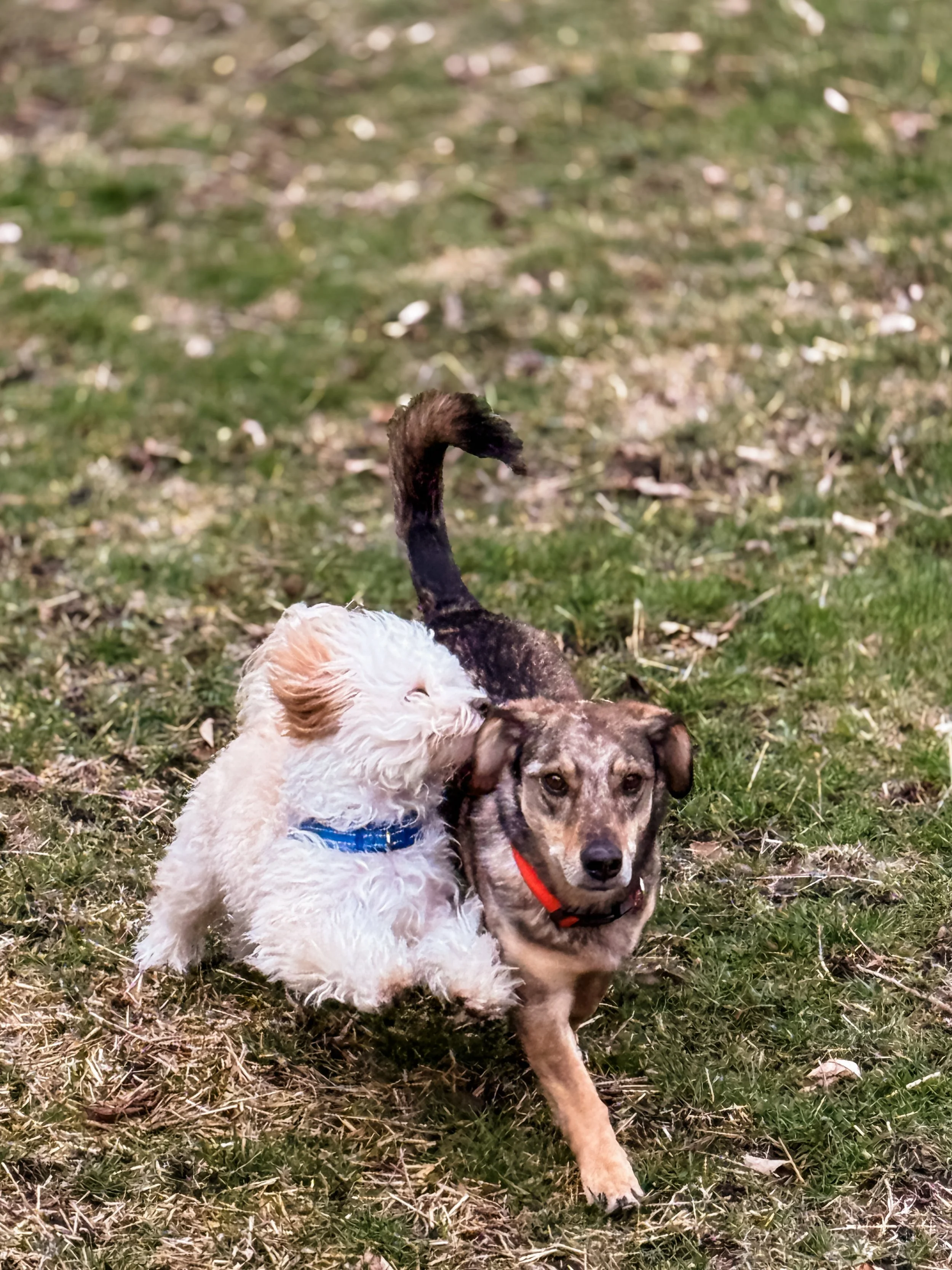 Two dogs playing together on grass, one with curly white fur and the other with short brown and black fur, with patches of green grass and brown leaves on the ground.