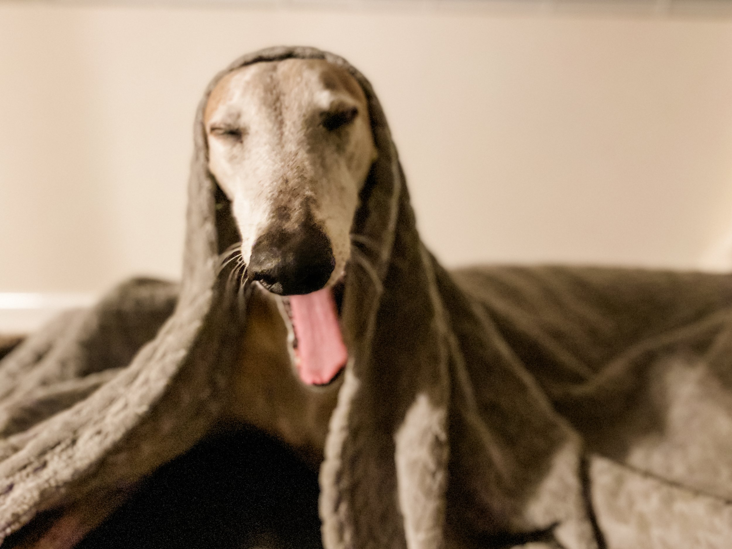 Close-up photo of a dog with closed eyes, tongue out, and a pink collar, lying on a striped blanket with a neutral background.