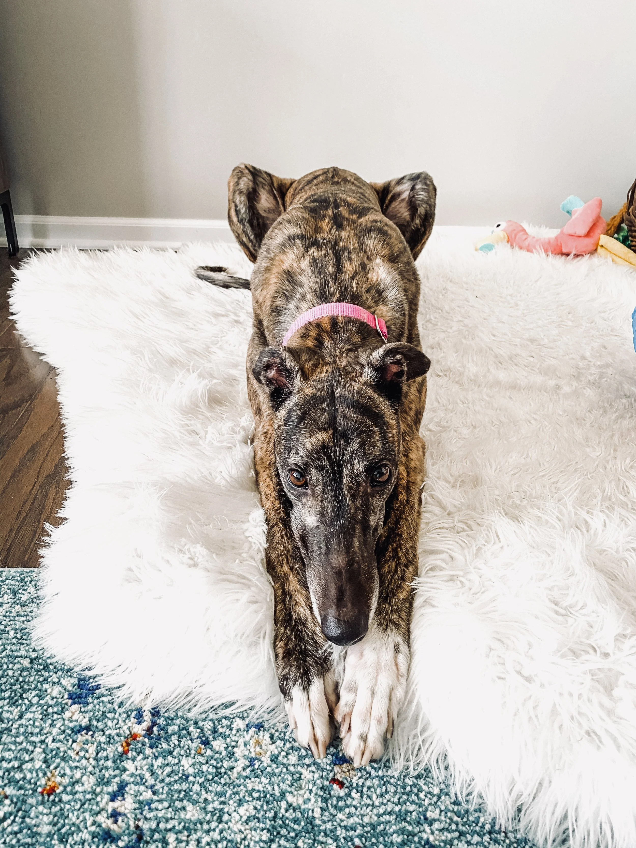 A brindle-colored dog with a pink collar lying on a fluffy white rug, with a pink plush toy in the background.