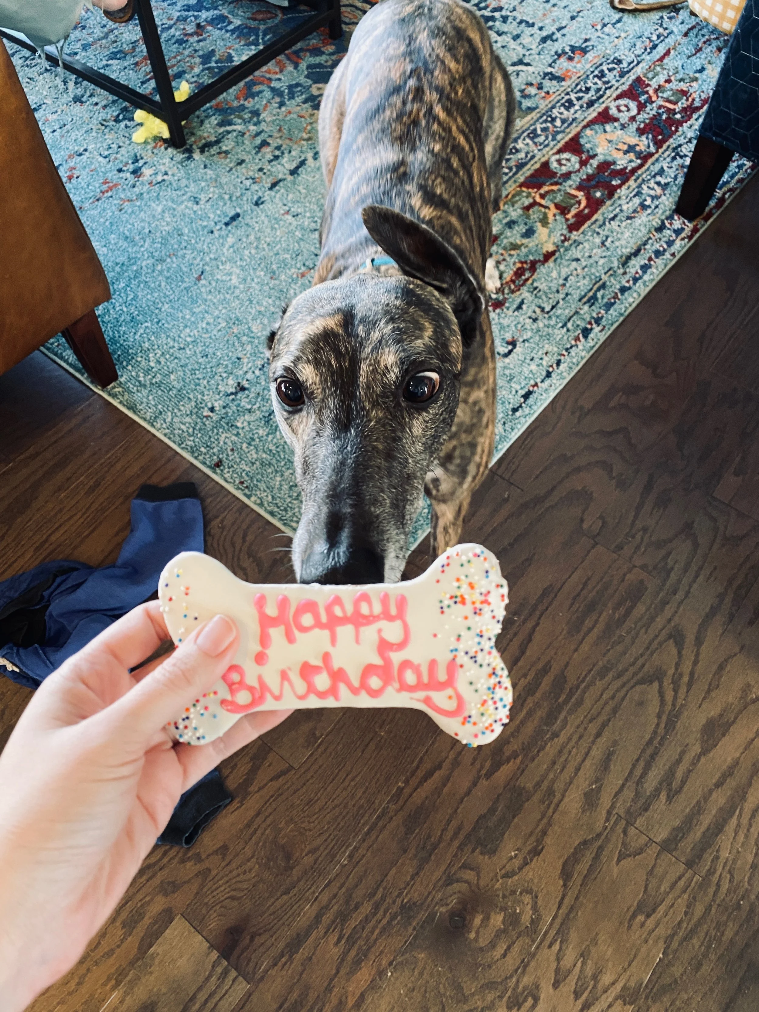 A boxer dog looking up at the camera with a birthday cookie in the foreground that says 'Happy Birthday' with colorful sprinkles. A person holds the cookie in one hand, and the dog is on a rug next to a table.