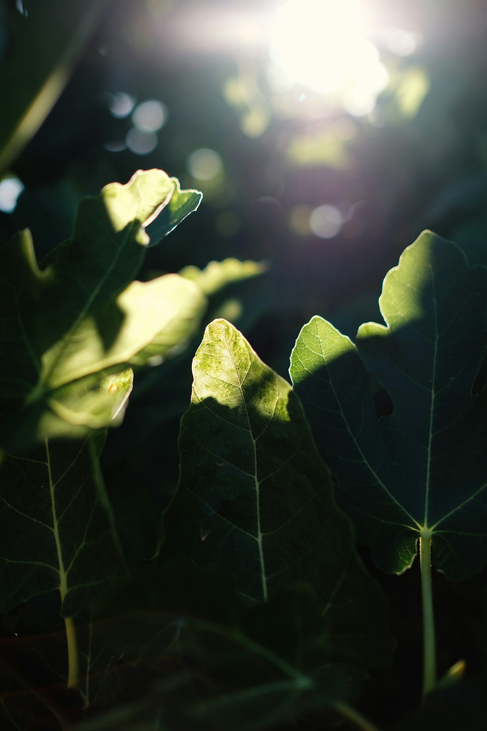 Close-up of green ivy leaves with sunlight shining through, creating a bokeh effect in the background.