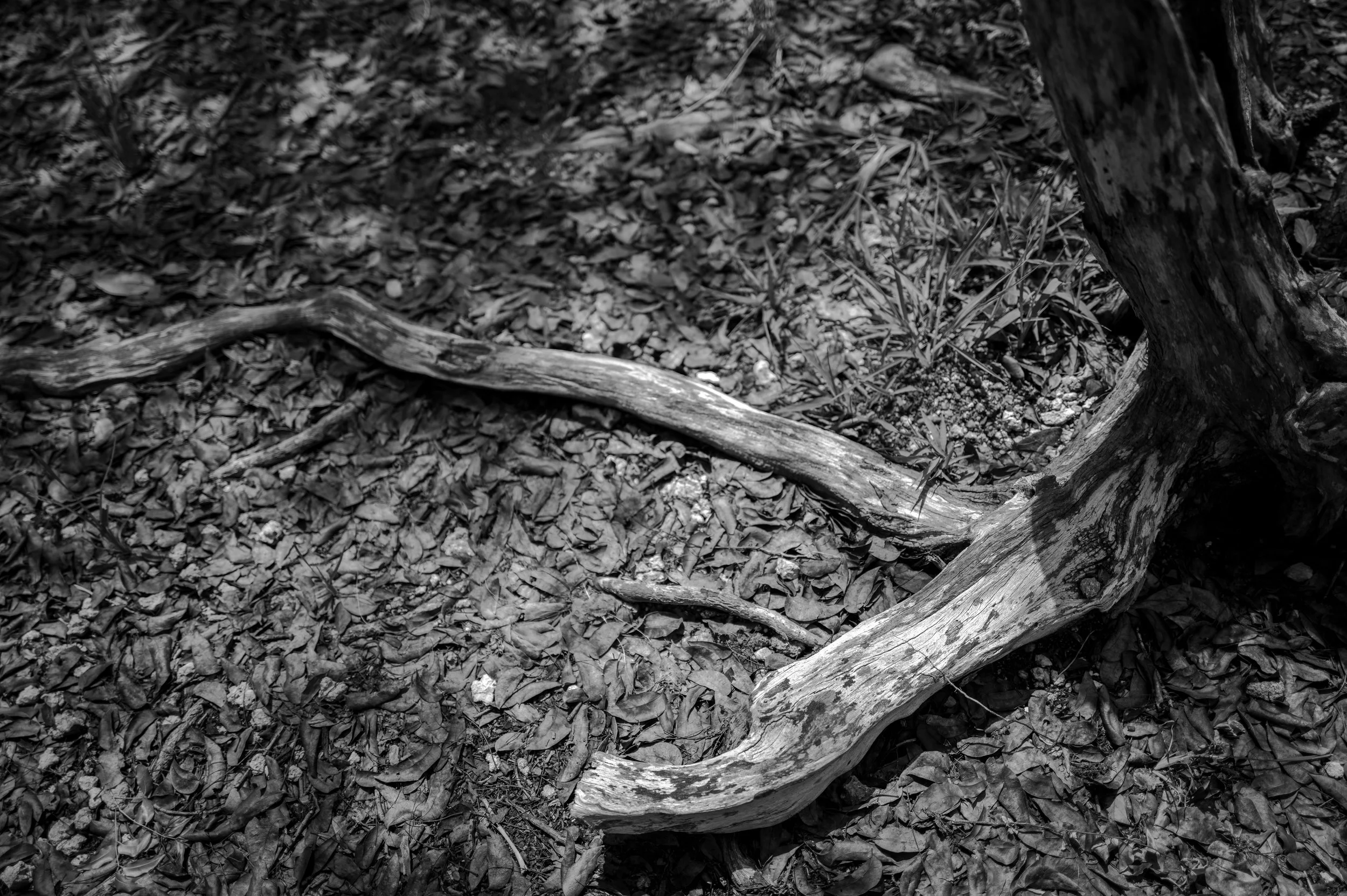 An image a branch laying on the ground with shadows of tree branches, contrast and highlights a great picture for B&W Fine Art