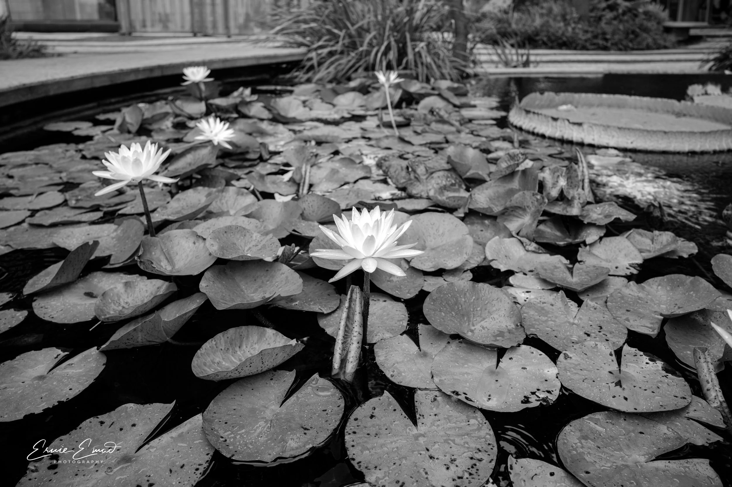 White Lillies on Lincoln Road