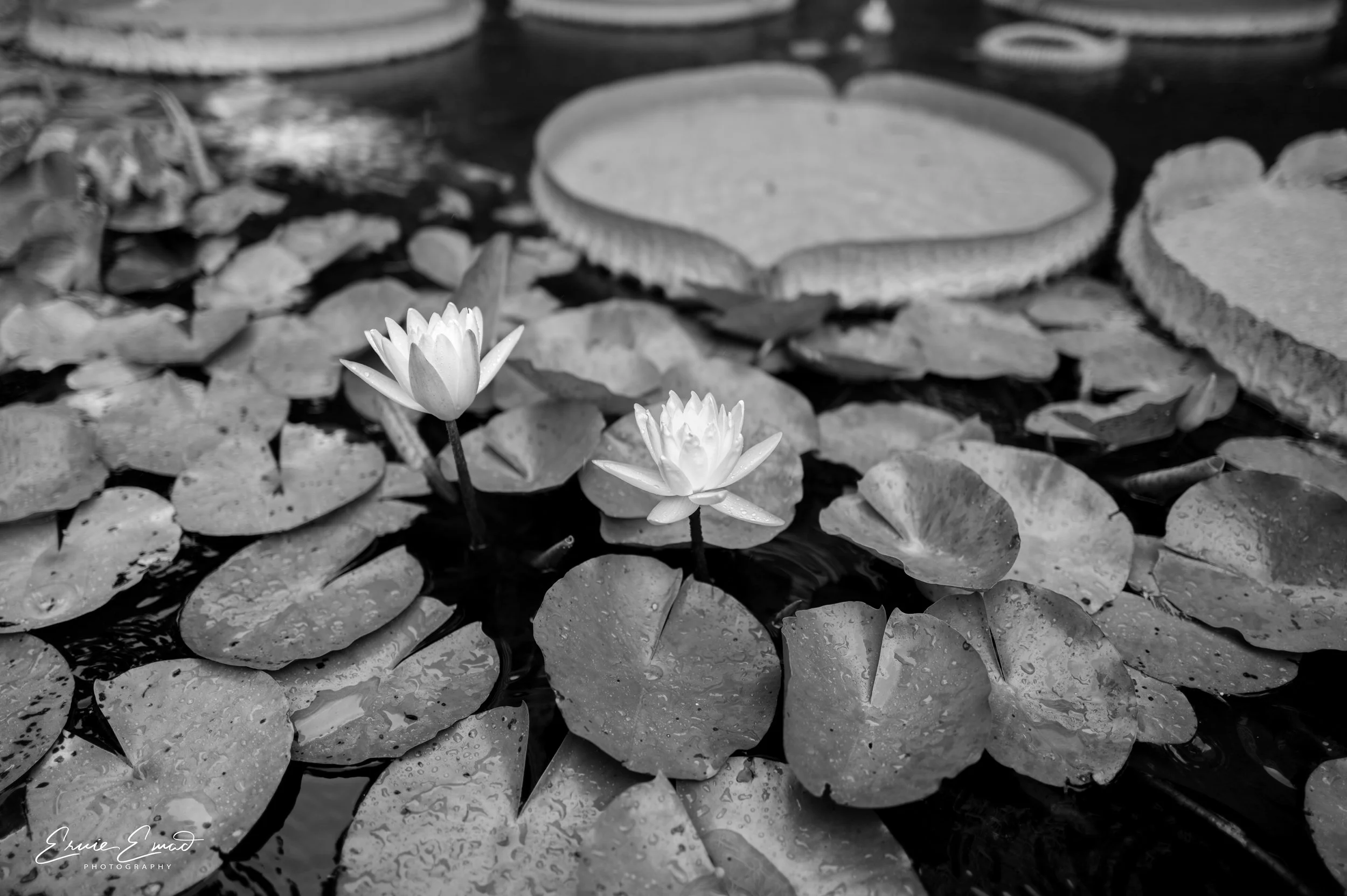 Two Lillies on Lincoln Road 