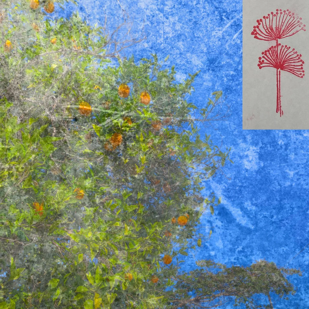 Once Orange Peels (Single) (2025)
