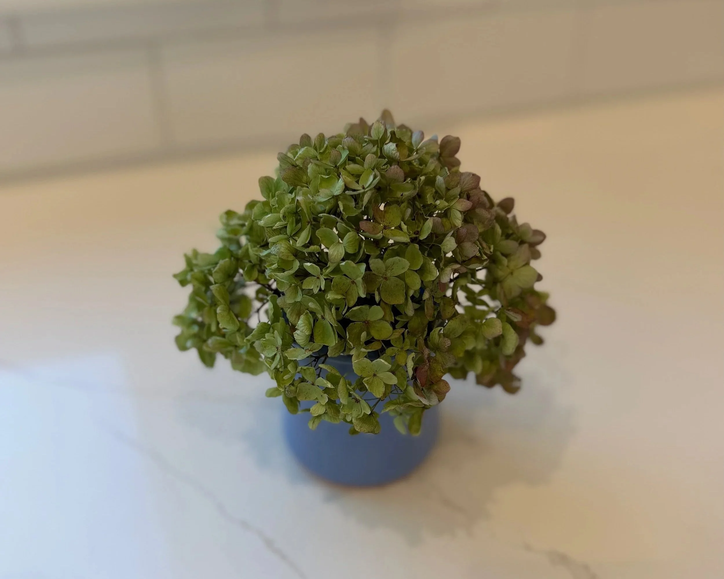A drying hydrangea bloom with soft green and muted pink petals in a small blue vase