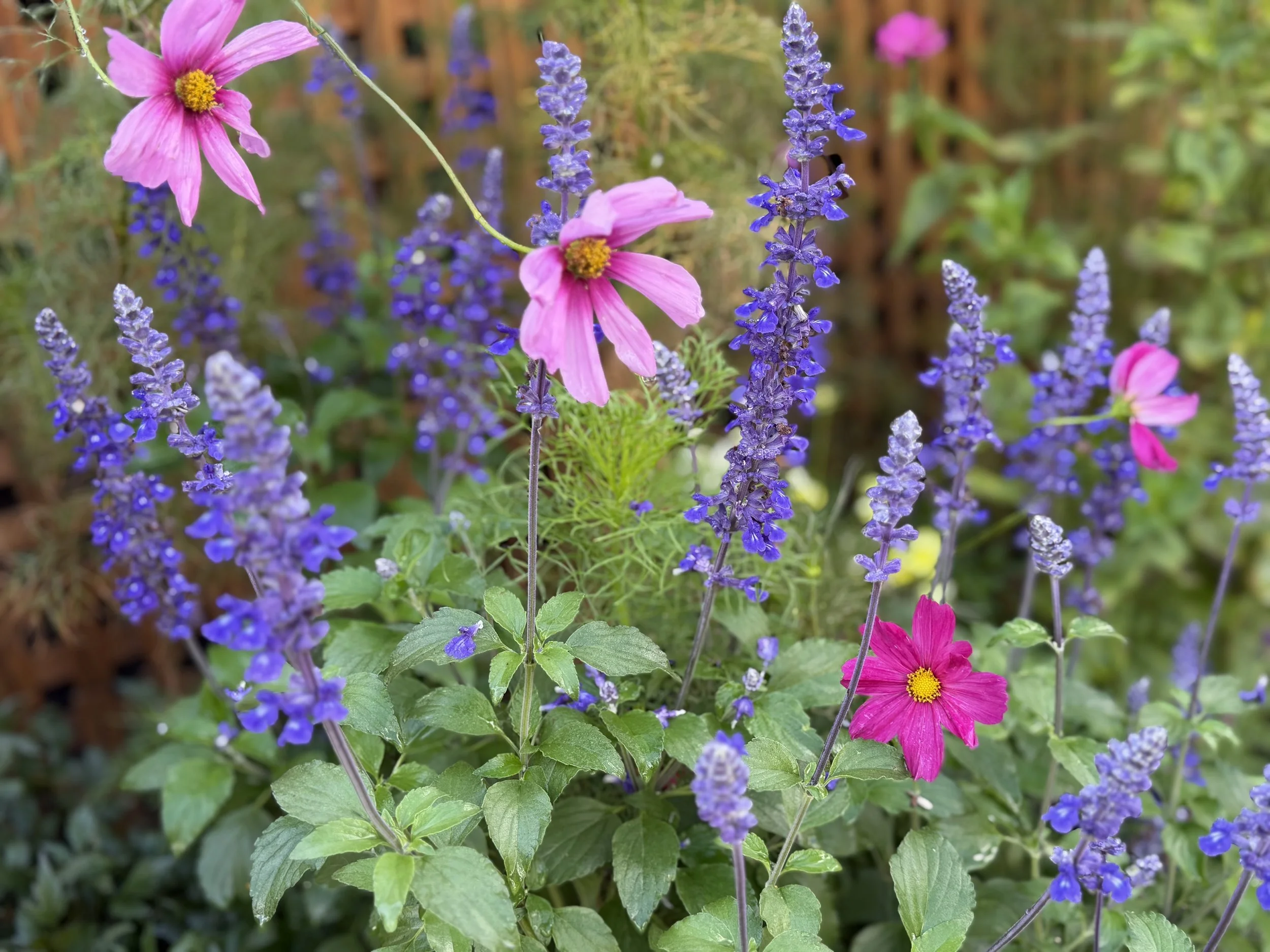 Pink cosmos blooming among purple salvia in the September garden