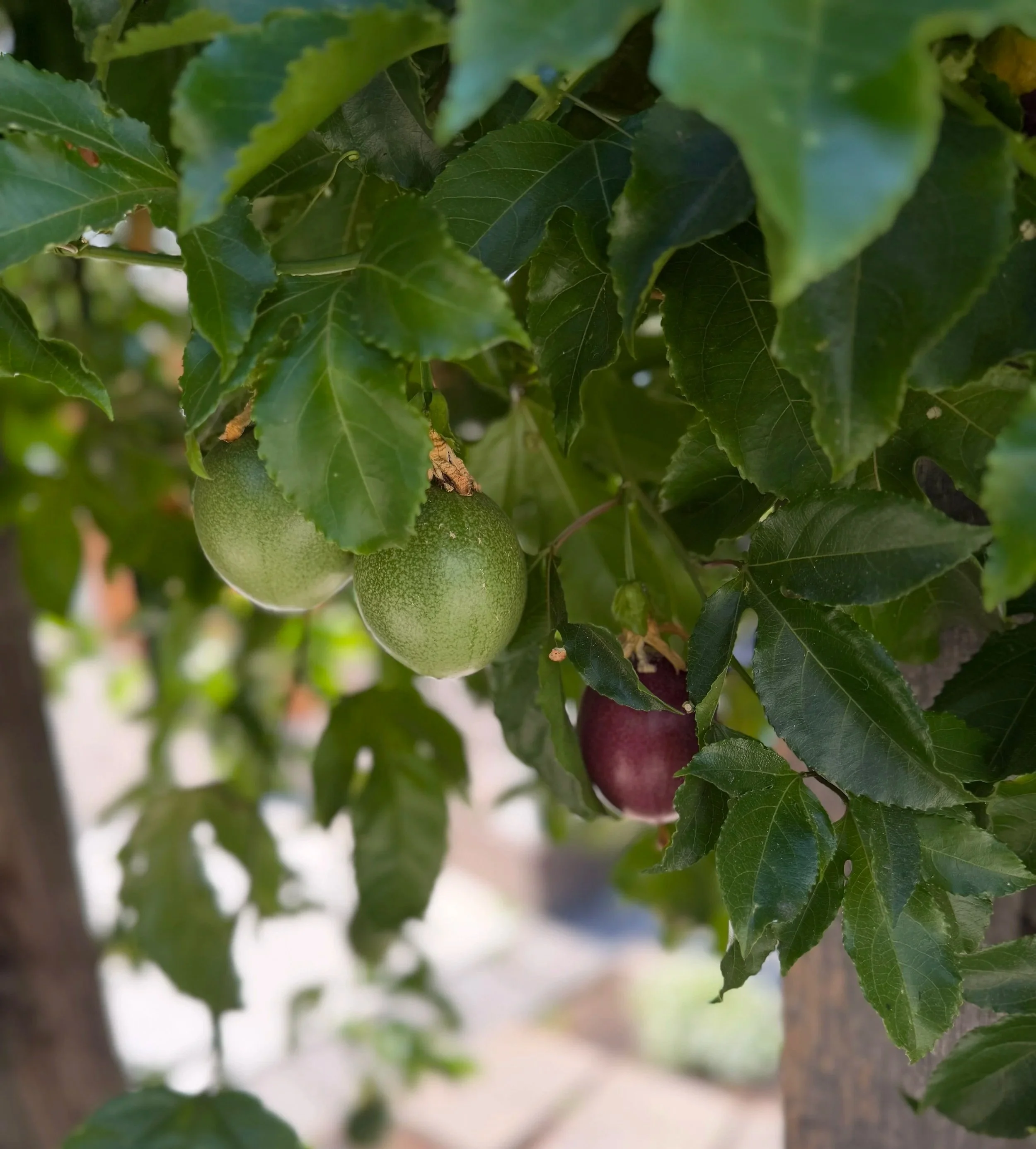 Green and ripe purple passionfruit hanging from the vine