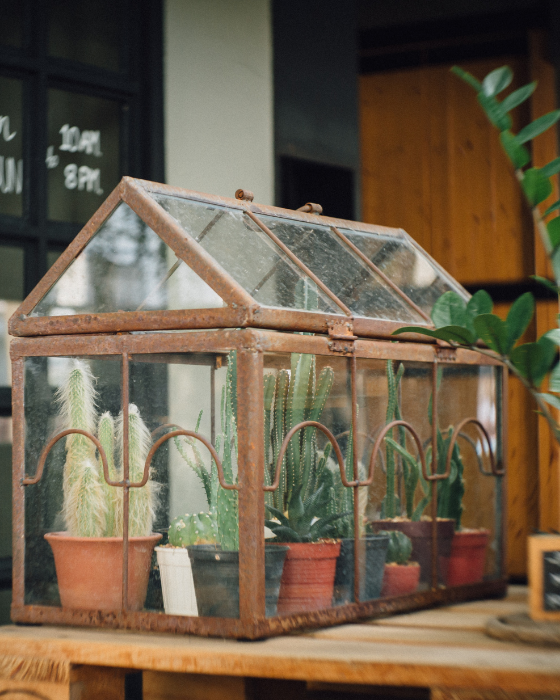 Rustic glass greenhouse with a pitched roof, arched metalwork, and potted cacti and succulents