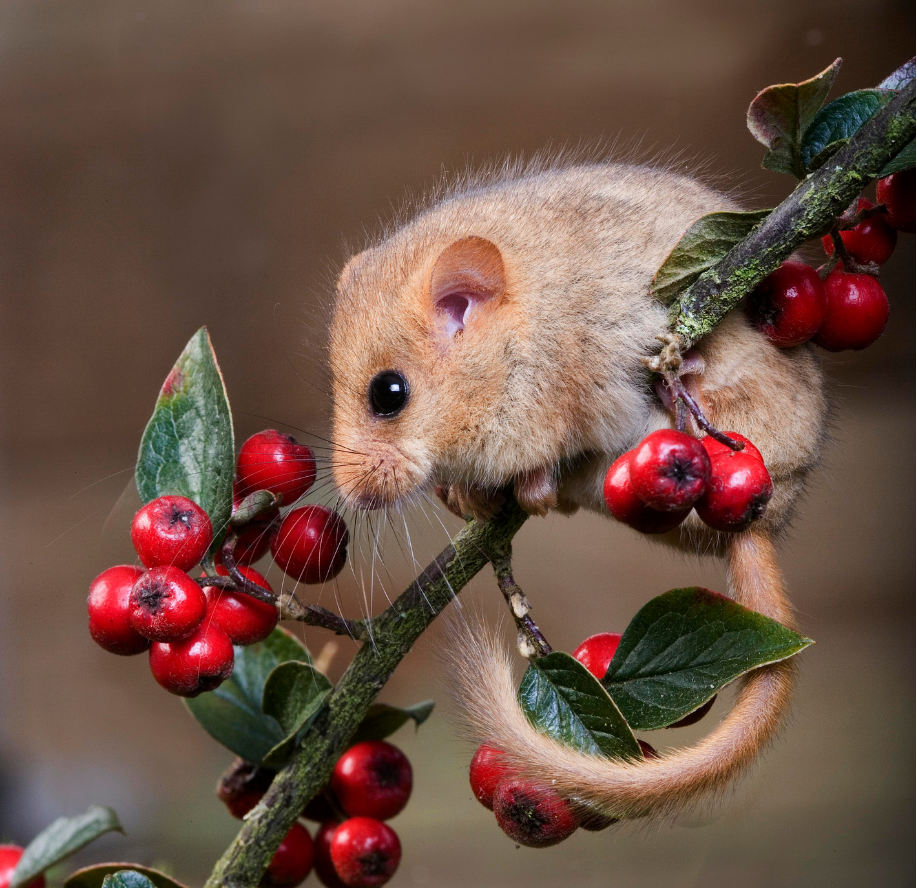 A golden-brown hazel doormouse perched on a berry-covered branch surrounded by bright red berries and green leaves, with its long, furry tail curled beneath it.