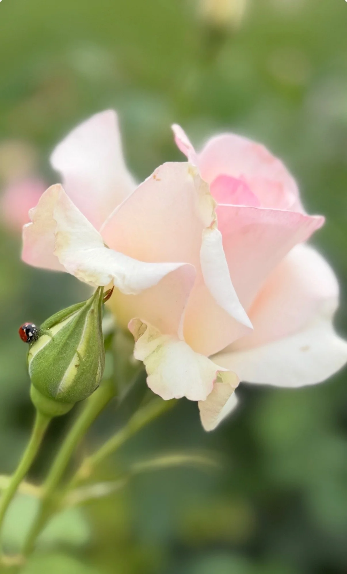 A tiny red ladybug rests on a green rosebud beside a delicate pale pink rose, against a softly  blurred garden background.