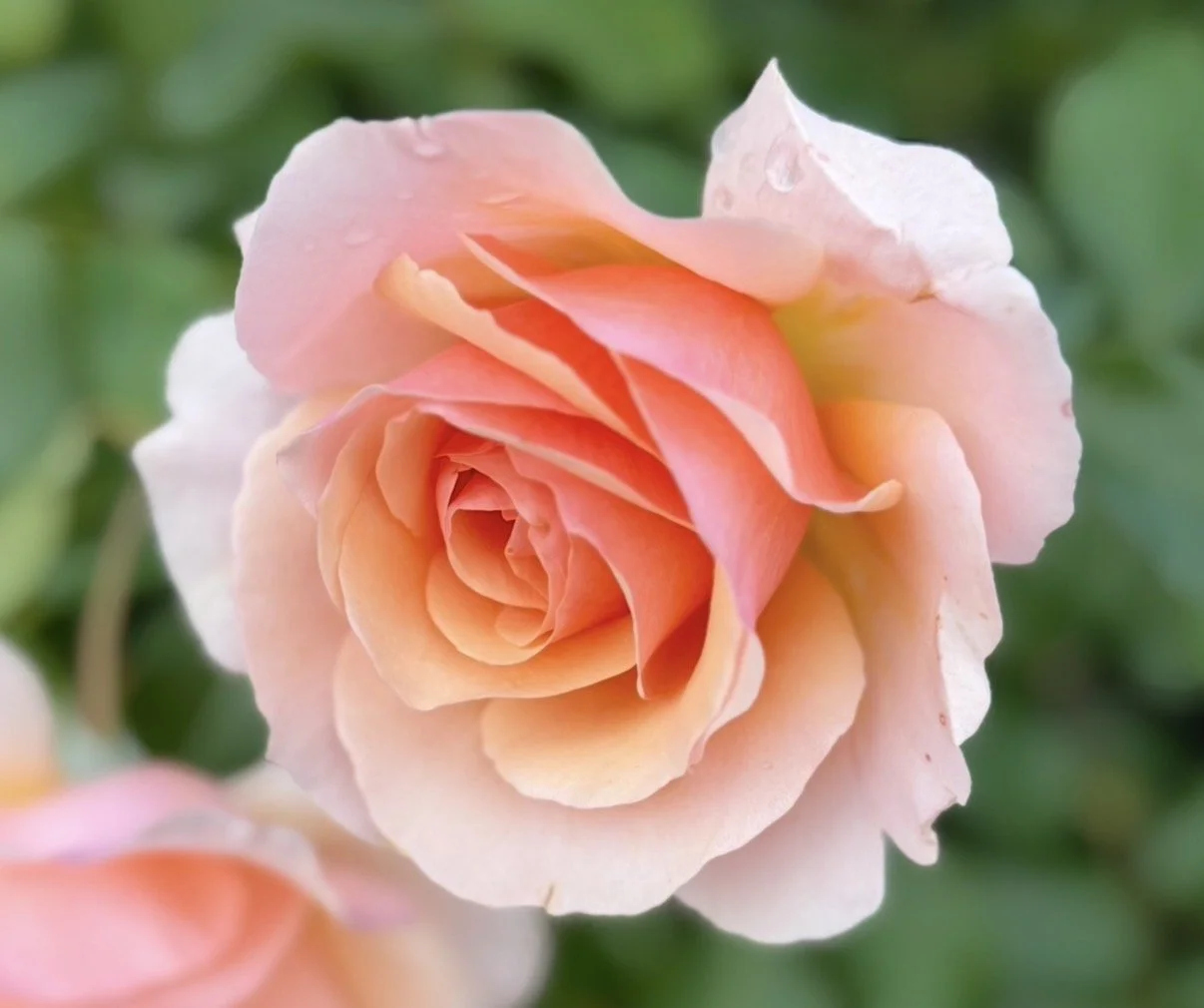 Close-up of a peach pink rose blooming in the garden