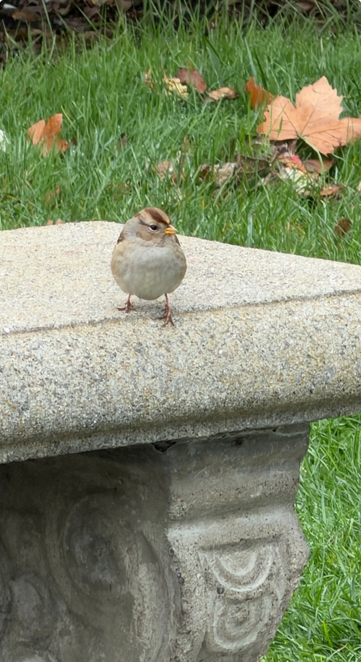 A small brown-and-gray songbird stands on the edge of a weathered stone garden bench, with green grass behind it
