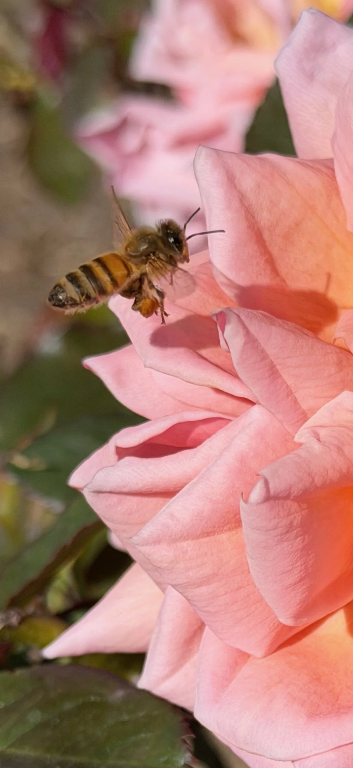 A honeybee hovers beside the soft peach-pink petals of a rose, its wings suspended in mid-flight.